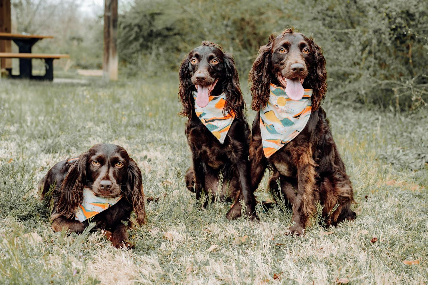 Three brown dogs wearing colorful bandanas sitting together for portrait outdoors.