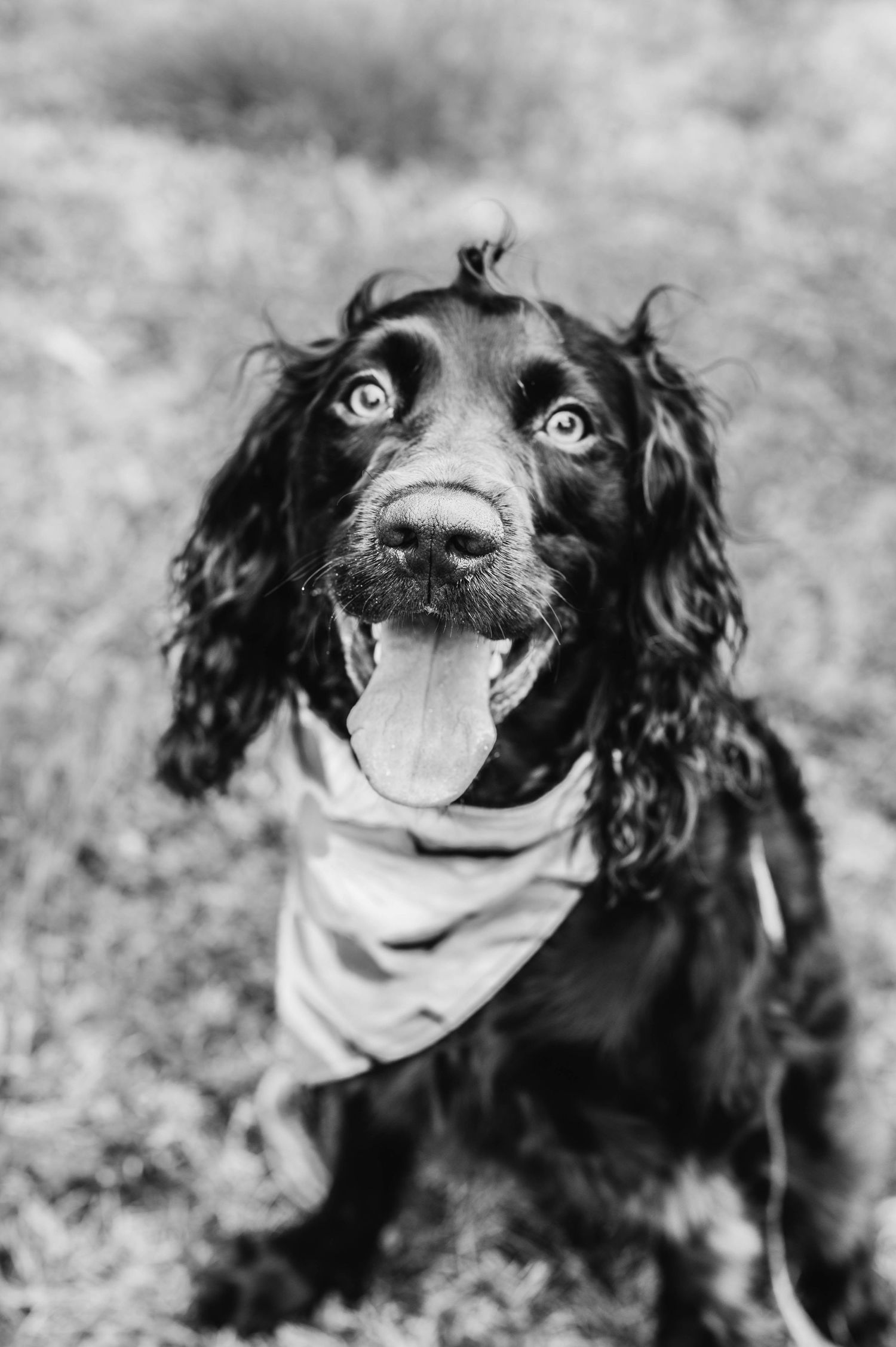 Black and white portrait of happy spaniel dog wearing bandana outdoors.