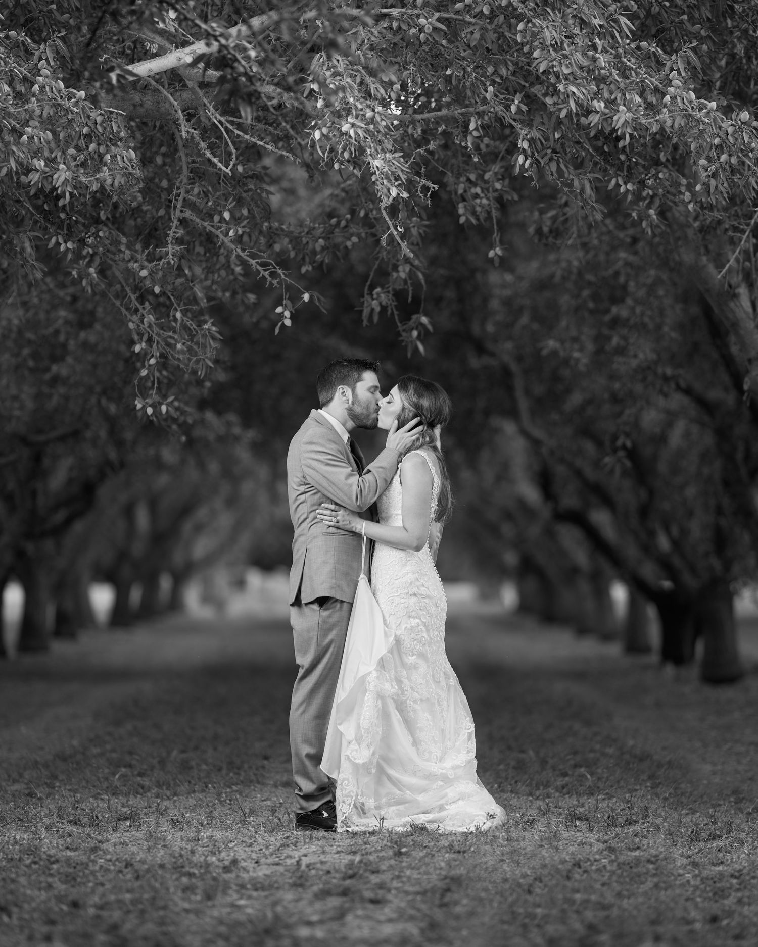 A wedding couple kissing each other under the almond orchard trees.
