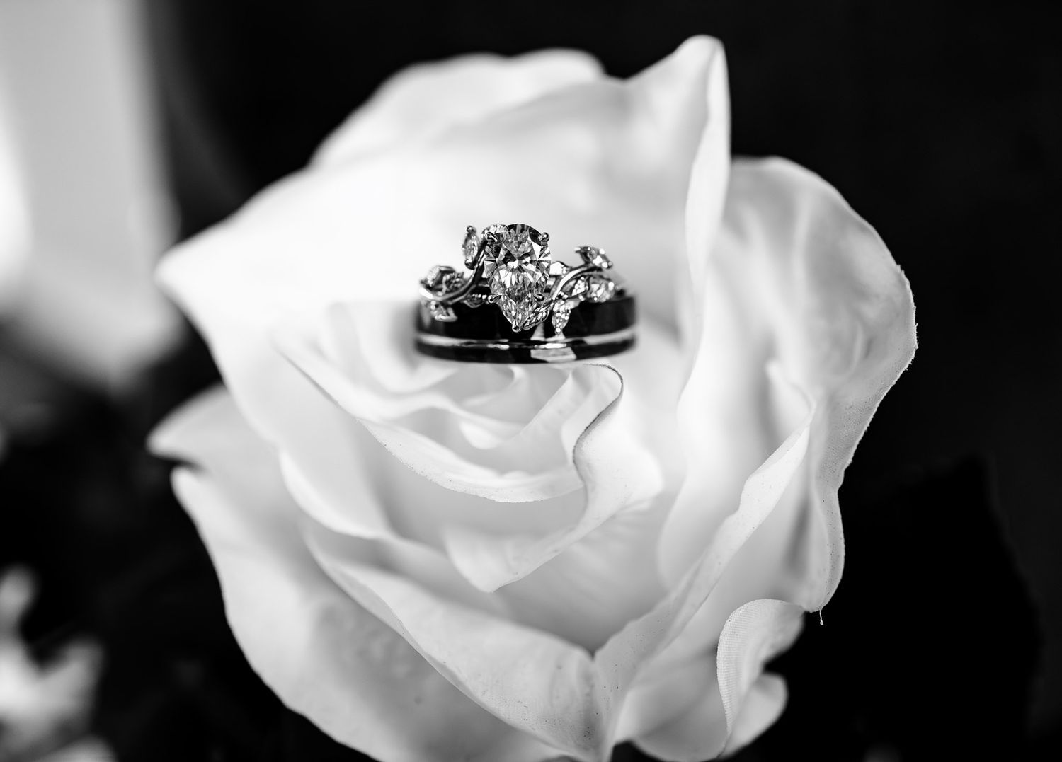 black and white image of wedding rings on a rose