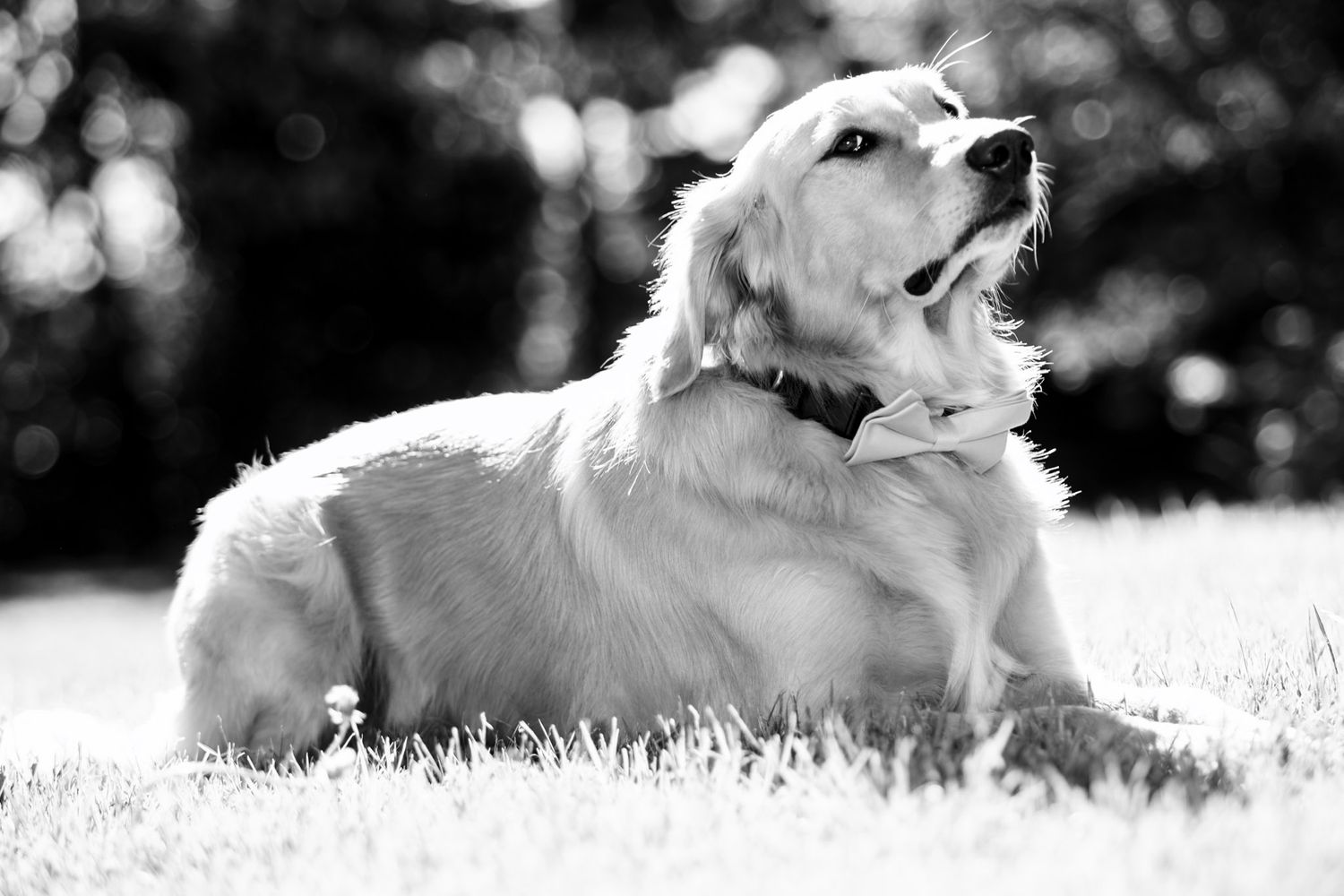 golden retriever ring bearer at wedding