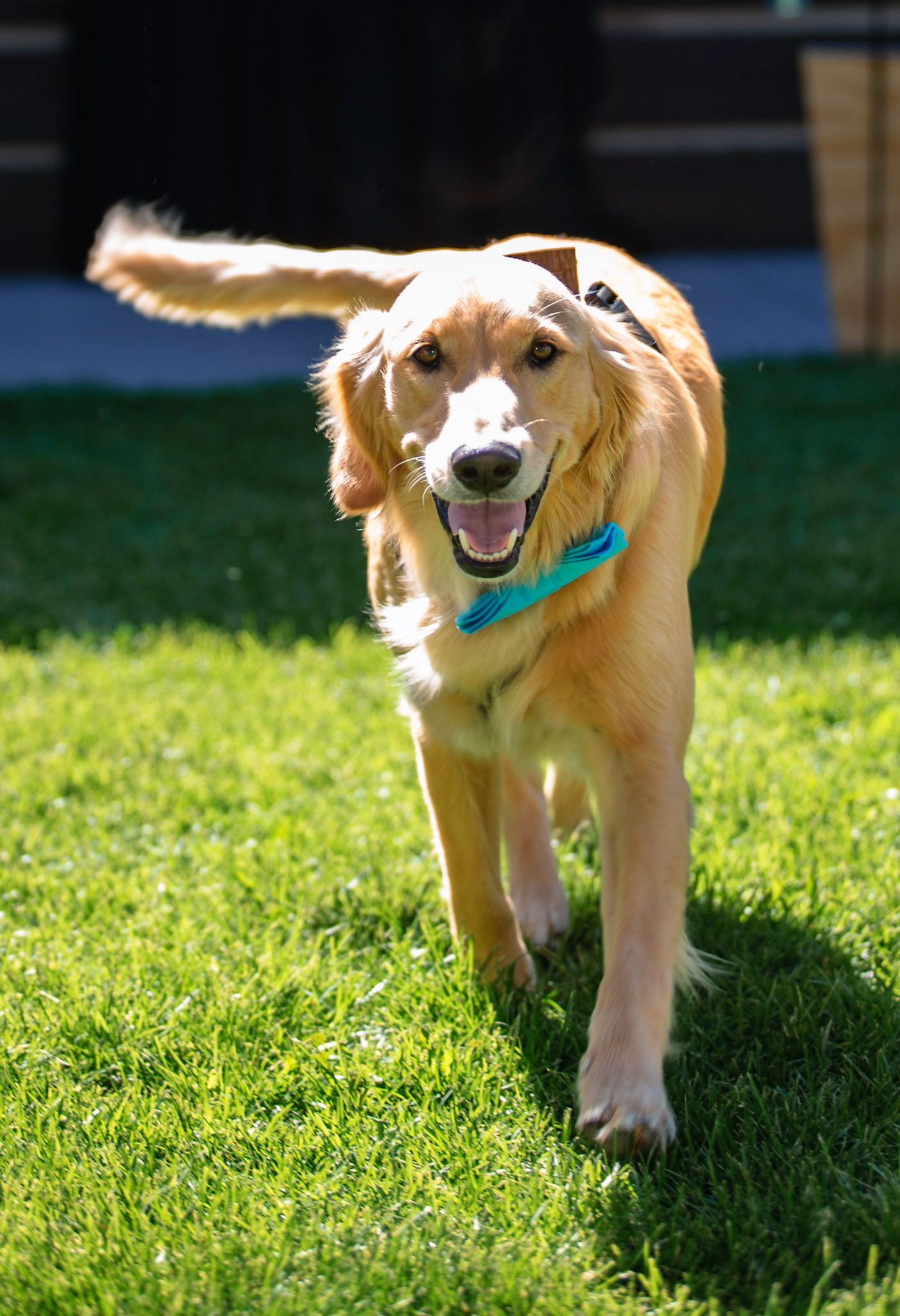 golden retriever ring bearer at wedding