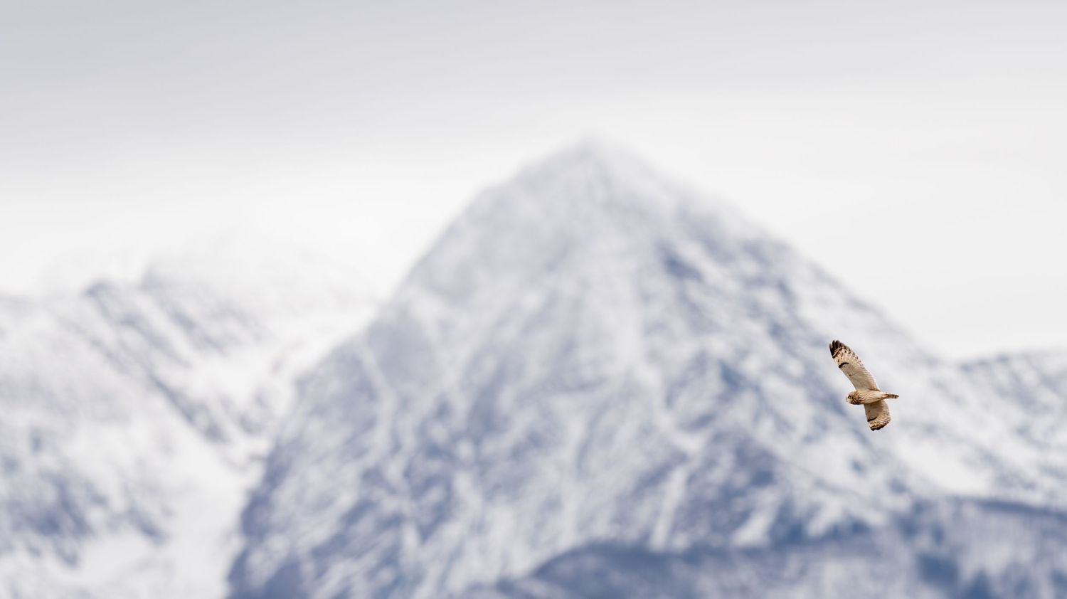 Short eared owl soaring against snow-capped mountain peaks in dramatic winter landscape.