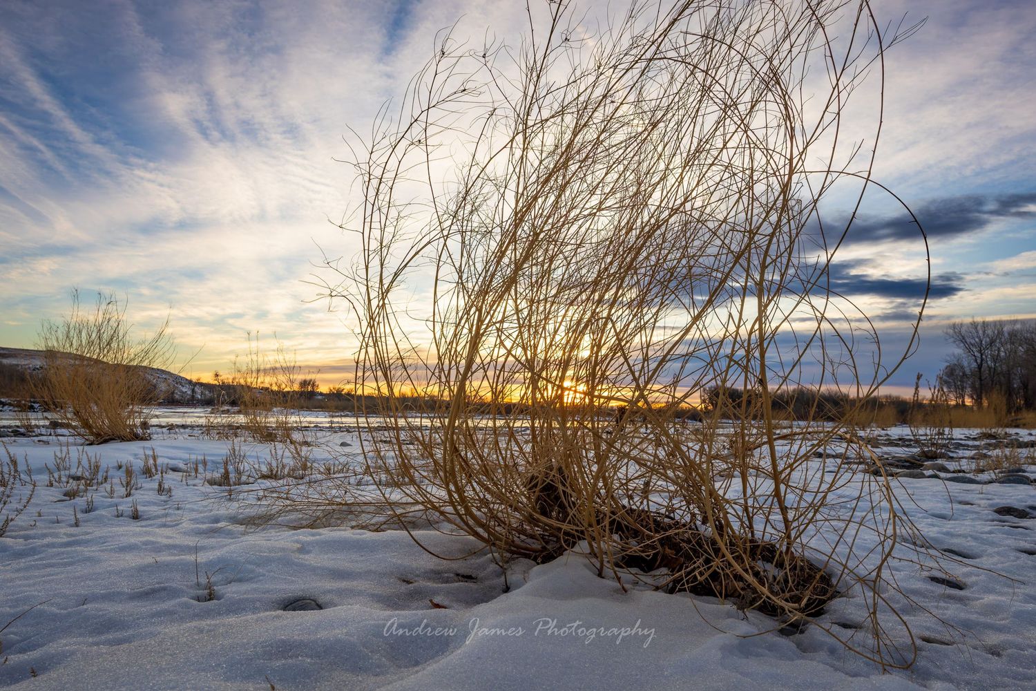 Sunset through a dead plant on the banks of the Yellowstone River