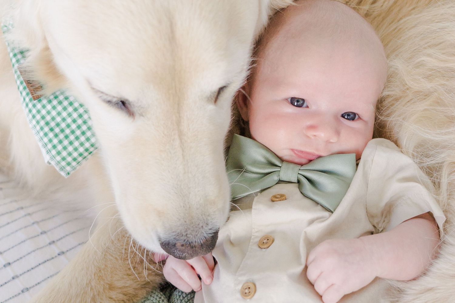 Golden Retriever with a gingham bowtie snuggles close to a baby in a beige outfit.