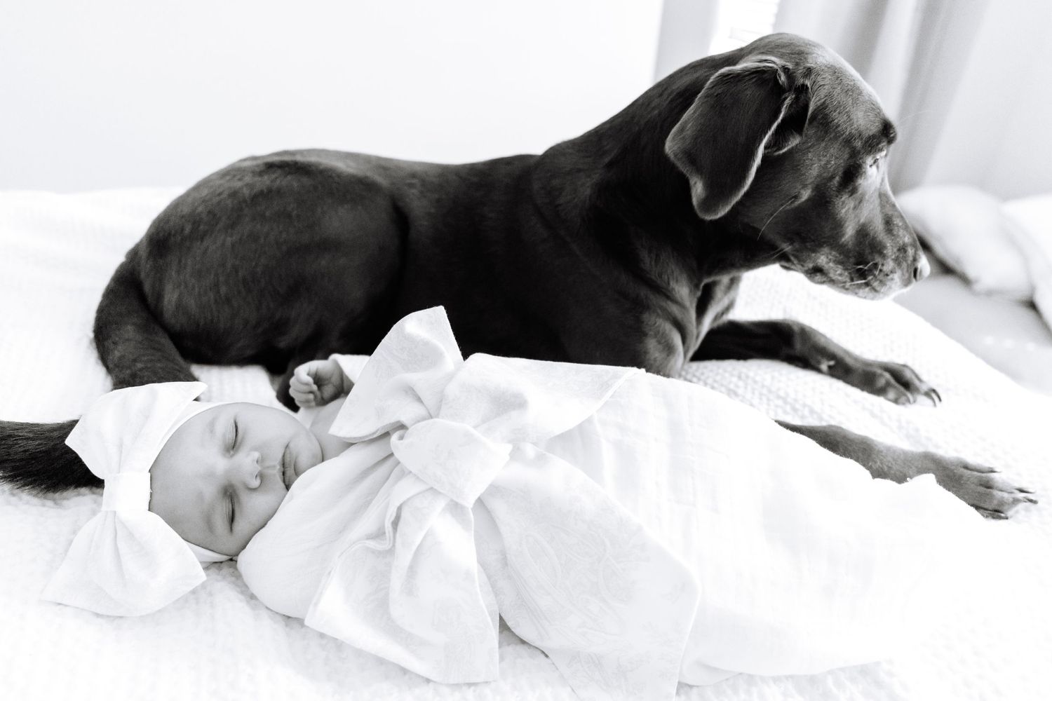 Black and white photo of sleeping newborn with protective family dog lying beside them.