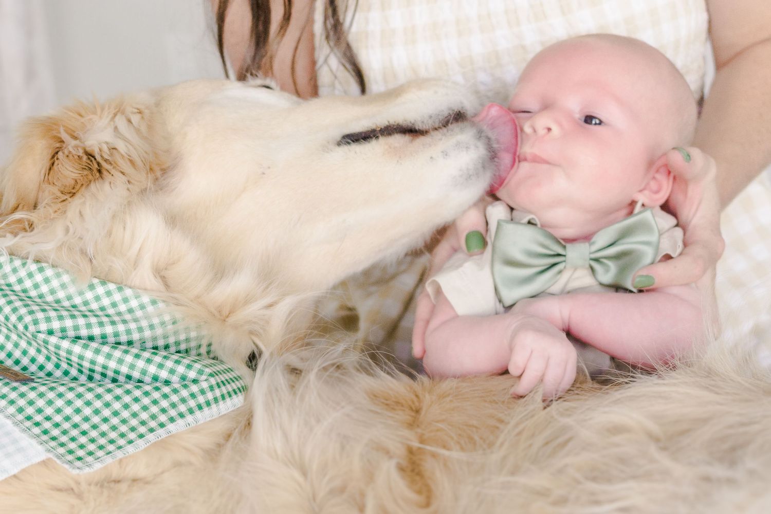 Golden Retriever gives gentle kiss to baby wearing green bowtie during photo session.