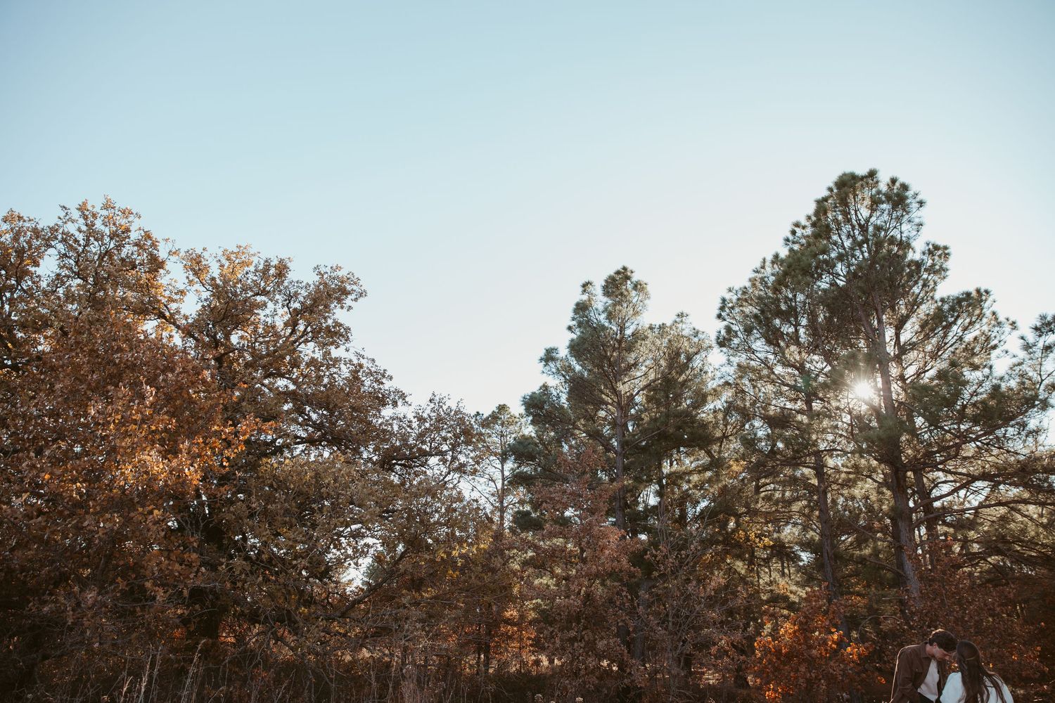 Trees with autumn foliage silhouetted against a bright sky at sunset create a scenic natural landscape. engagement photos DFW