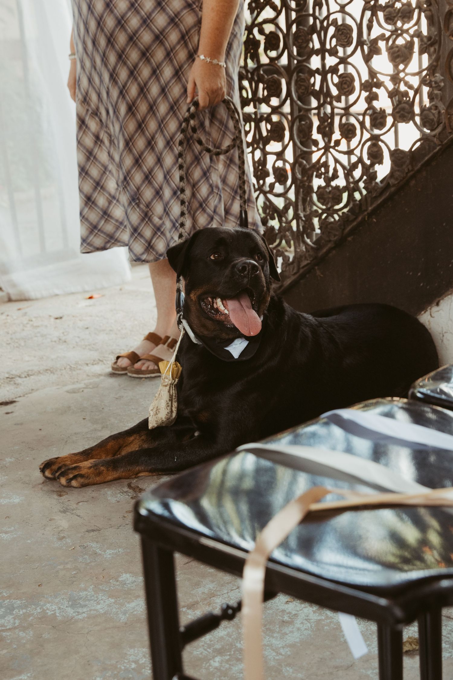 A black dog wearing a bowtie collar lies on the floor next to a chair during a wedding celebration.