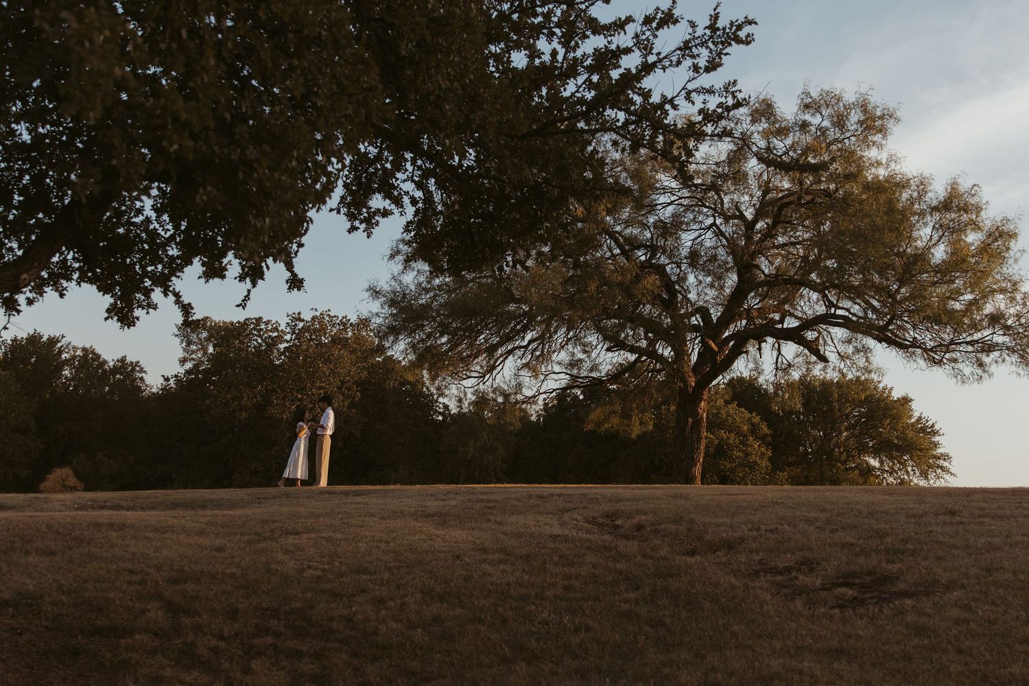 Golden sunset light illuminates a rolling hillside with scattered oak trees against a gradient sky.