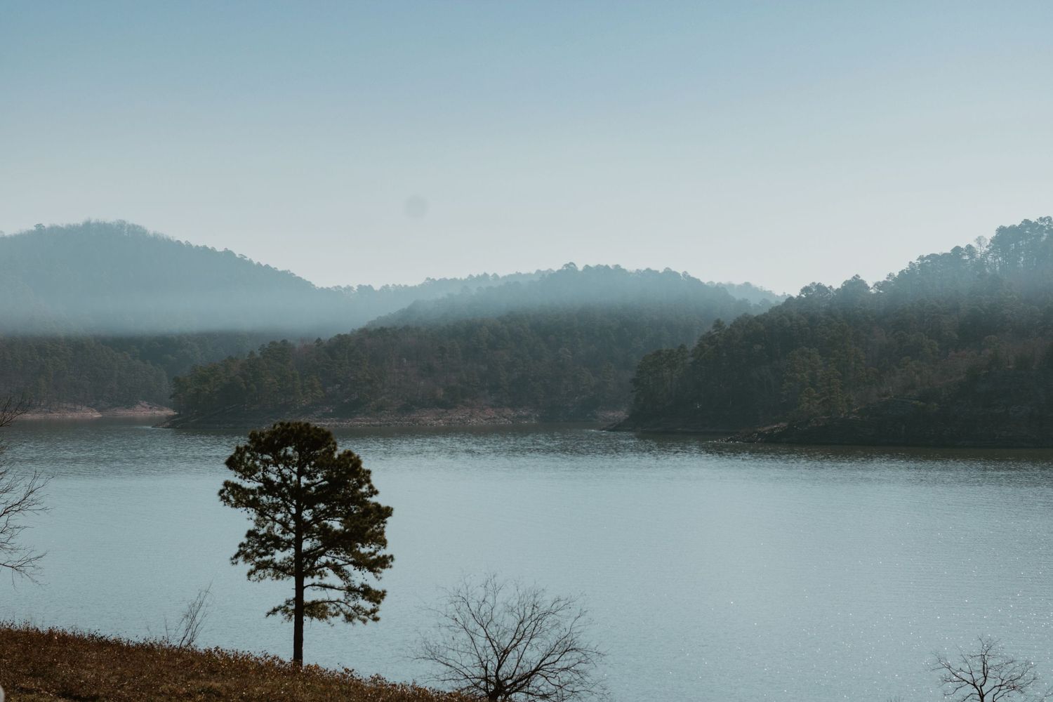 Lone pine tree stands silently by a misty mountain lake at dawn with rolling hills in the background.