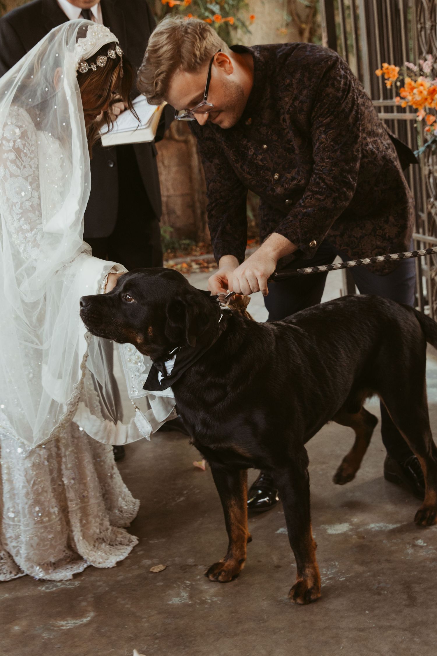 A large black and brown dog interacts with a white wedding dress at an outdoor venue.