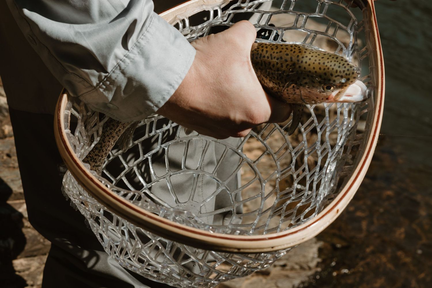 A freshly caught trout rests in a rubber mesh fishing net.