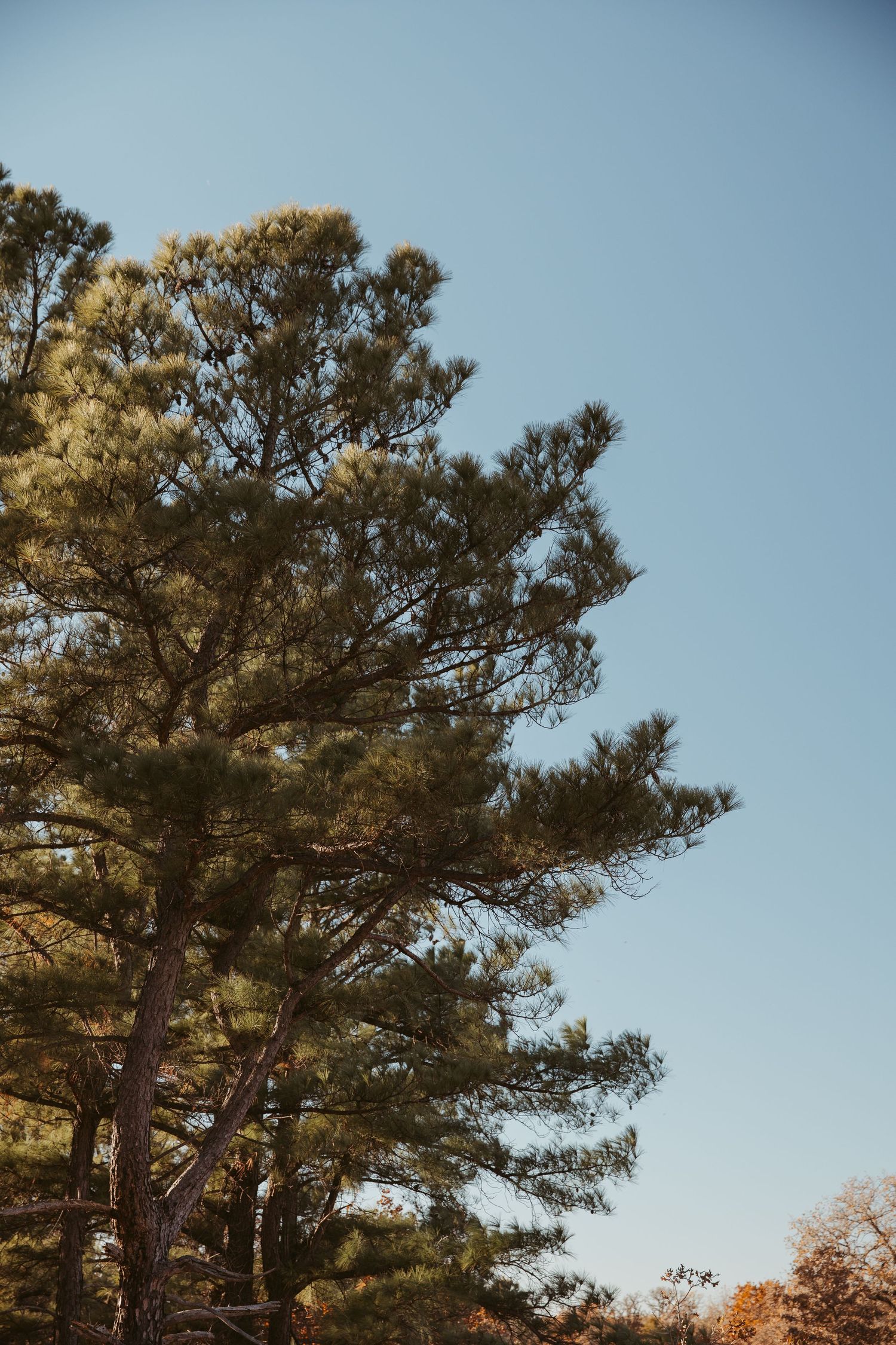 Tall pine tree with dense branches stretches against a clear blue sky during golden hour. engagement photos Fort Worth
