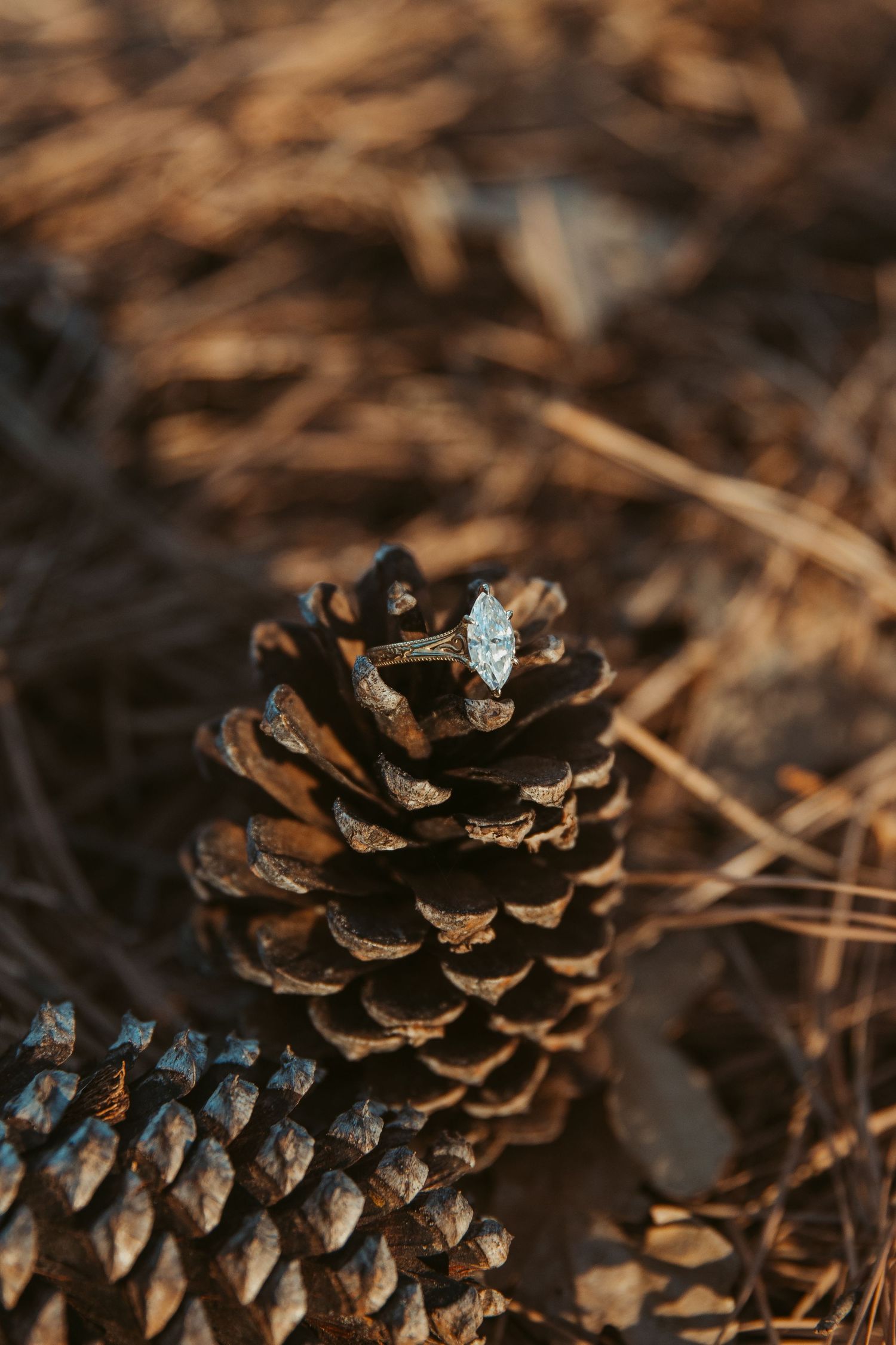 A pinecone rests on a bed of dried pine needles and leaves in warm autumn sunlight. engagement photos Fort Worth
