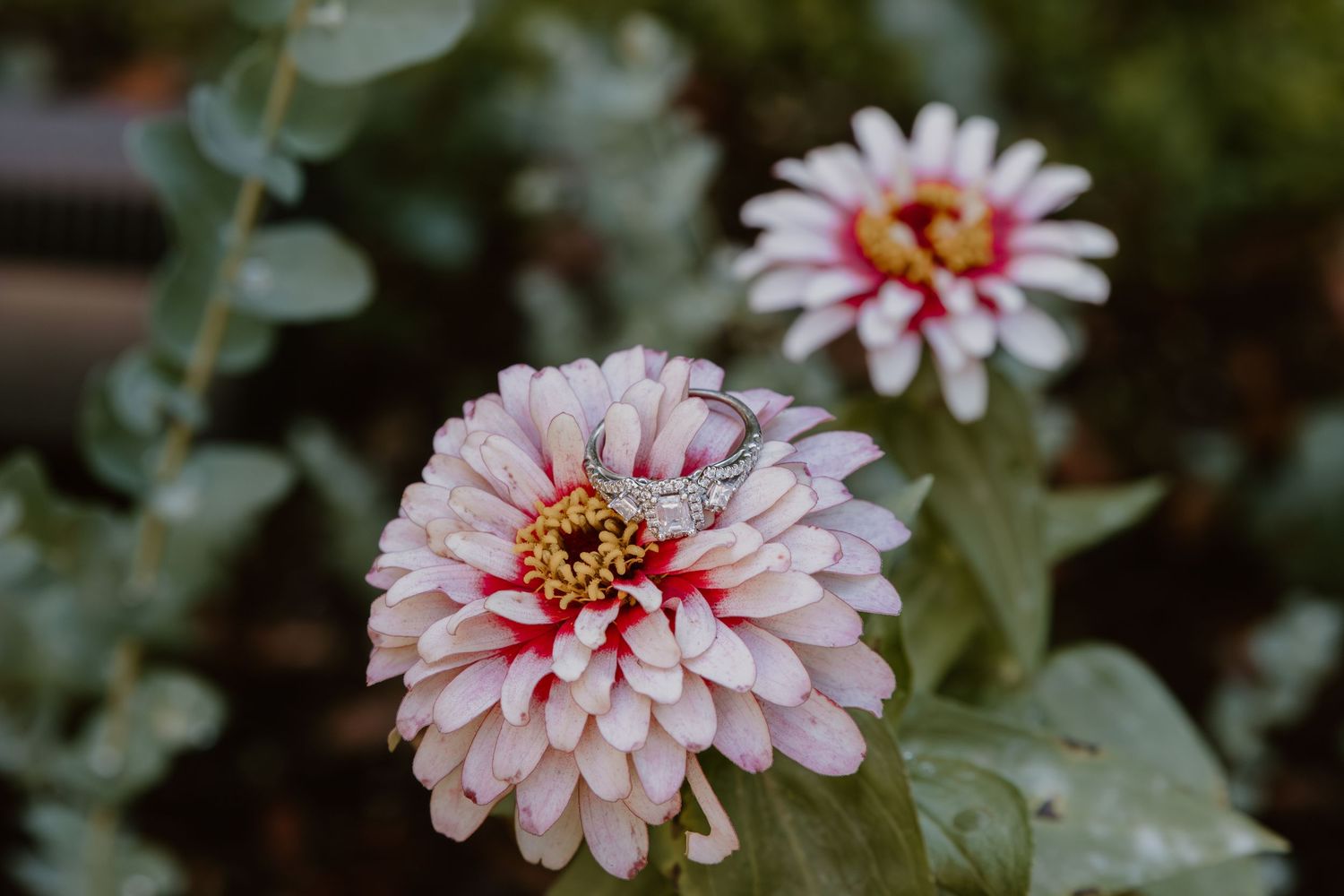 Light pink zinnia flowers with delicate petals blooming in a garden setting.