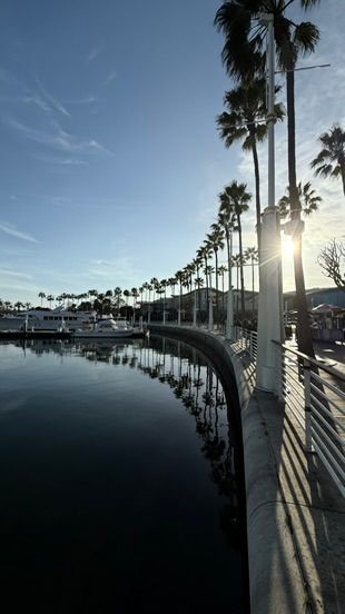 Palm trees line a calm marina waterway at sunset with reflections on the water.