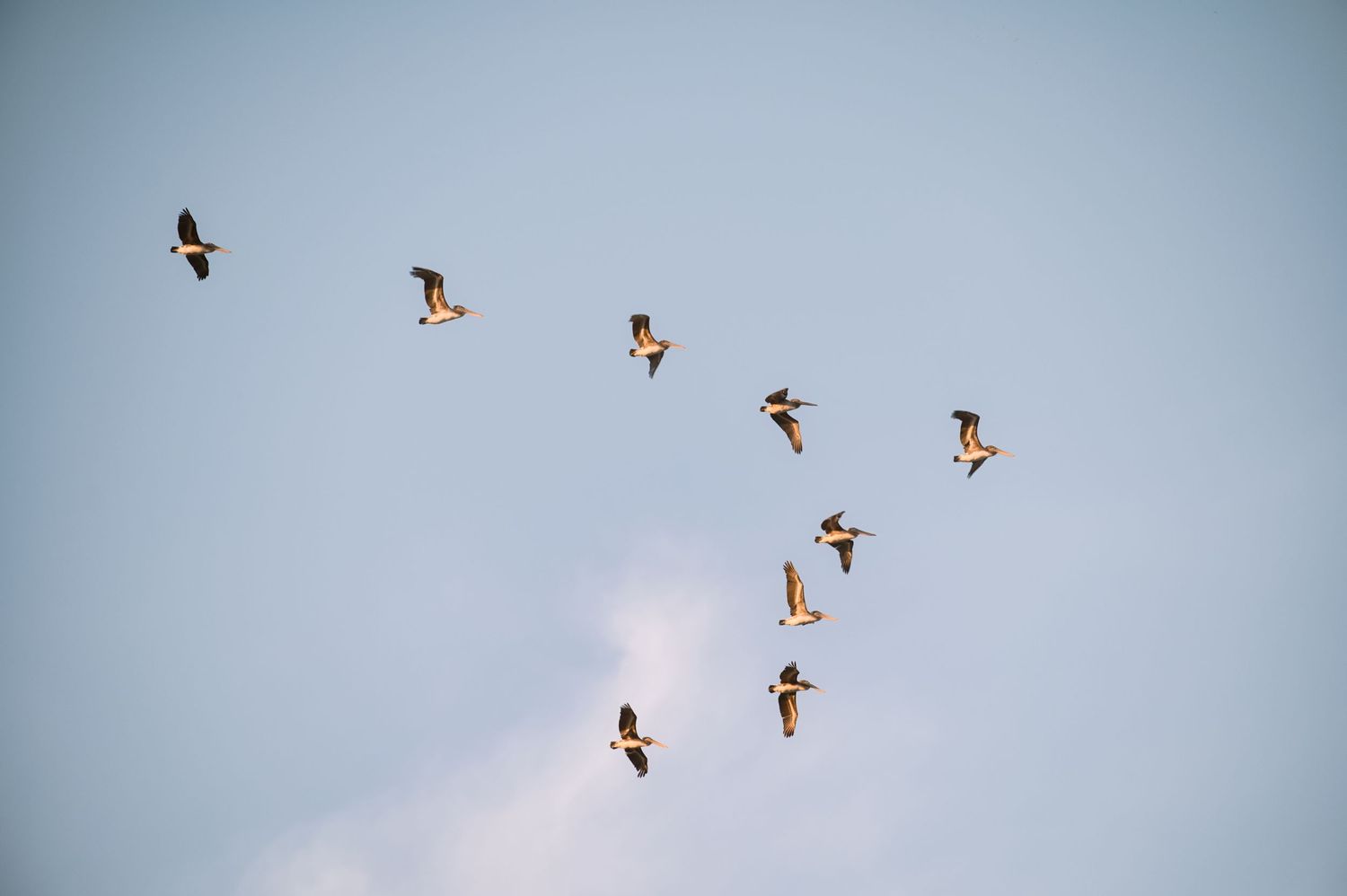 Flock of birds flying in formation against a clear blue sky with a wispy cloud below.