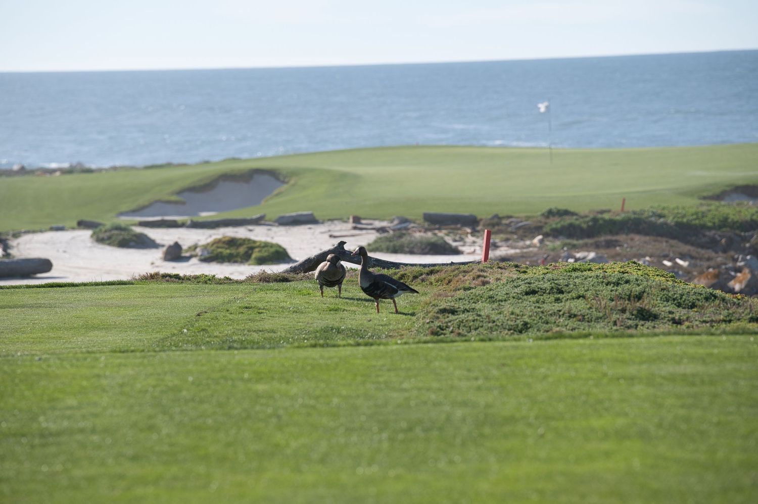 Two dark birds stand on a lush green golf course fairway with the ocean visible in the background.