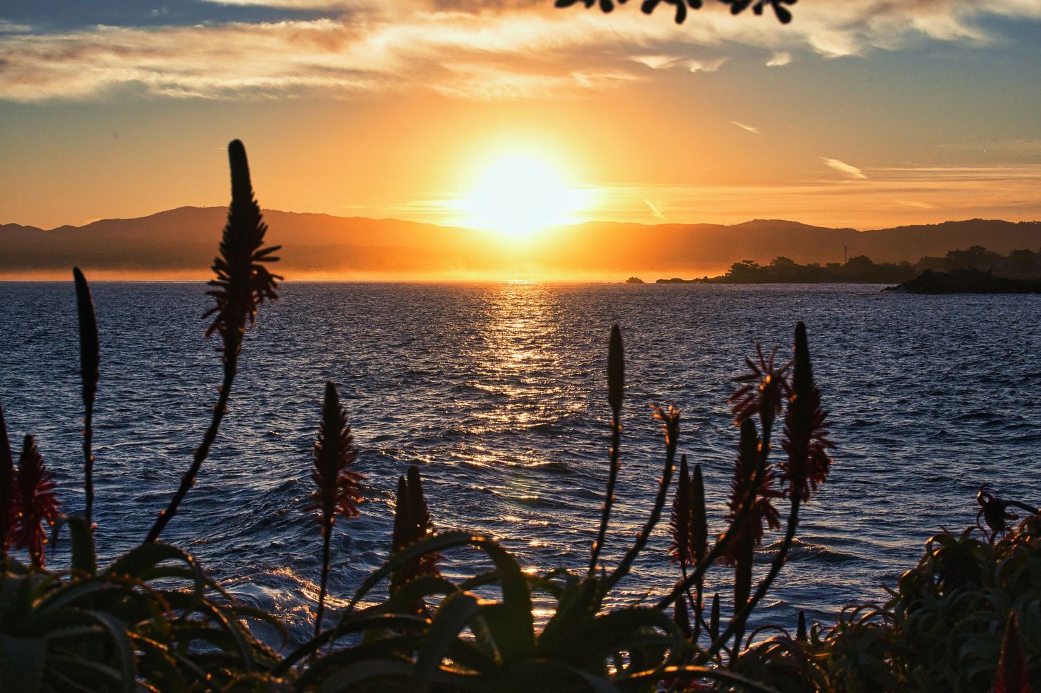 Vibrant sunset silhouettes tropical plants over shimmering bay with mountain backdrop.