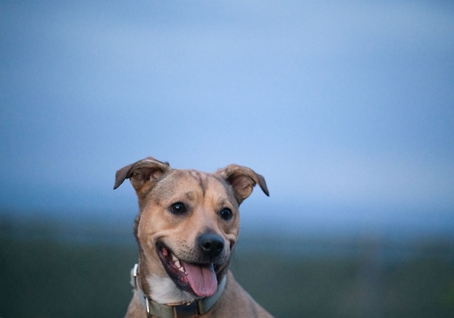A happy tan mixed-breed dog with tongue out poses against a blue sky background.