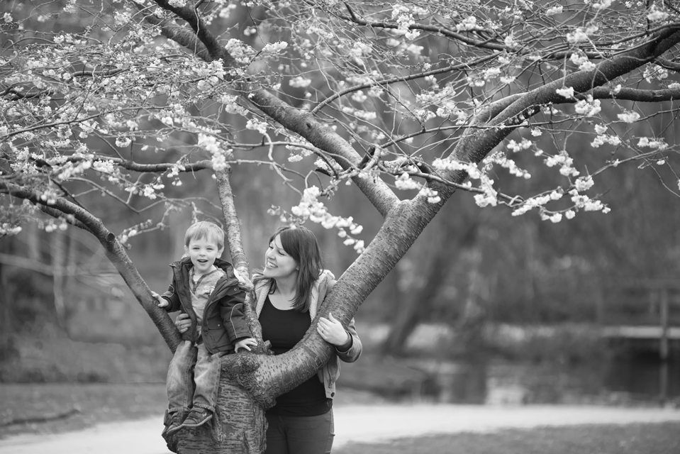 A series of black and white photographs showing people taking pictures under blooming cherry blossom trees.