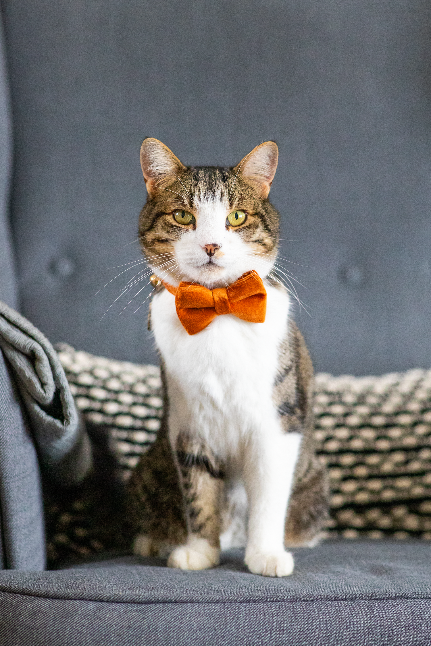 Three photos of a white and brown cat wearing an orange bow tie sitting on a gray couch with textured pillows behind it.