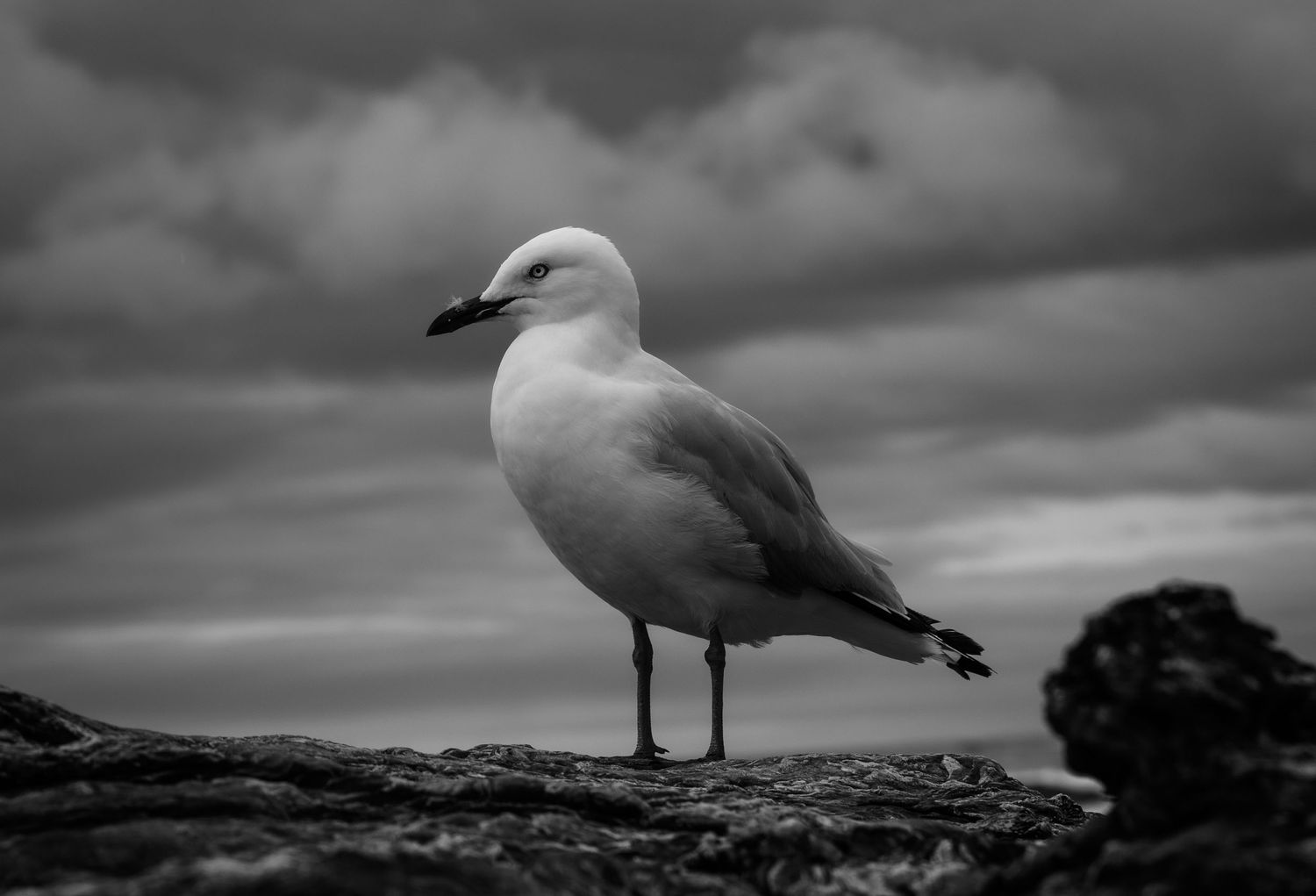 Black and white panorama of seagulls perched against a moody cloudy sky.