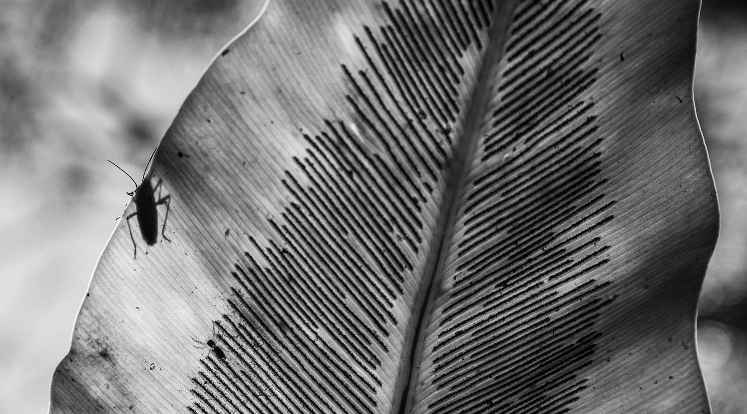 Close-up black and white photo of an insect on a large textured leaf.