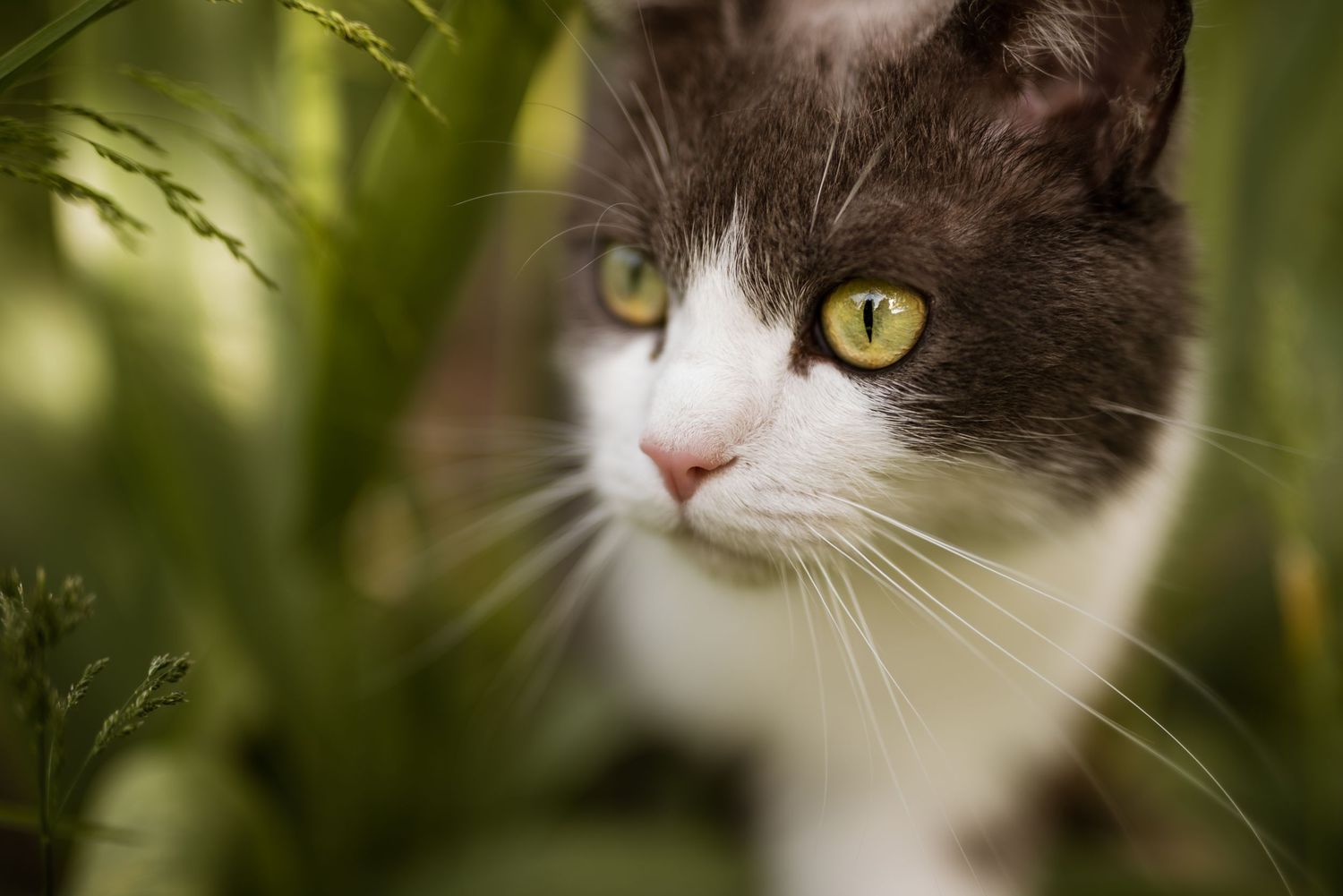 Close-up of a cat's yellow eyes and face peeking through green foliage.