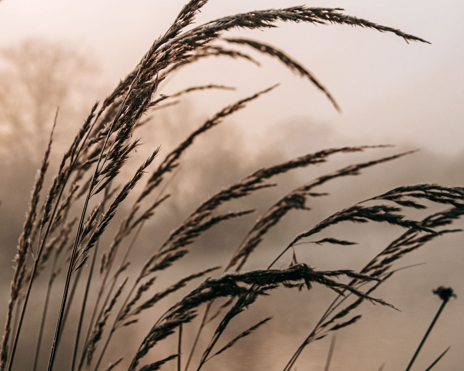 Silhouetted wheat grass swaying in breeze against soft beige sky.