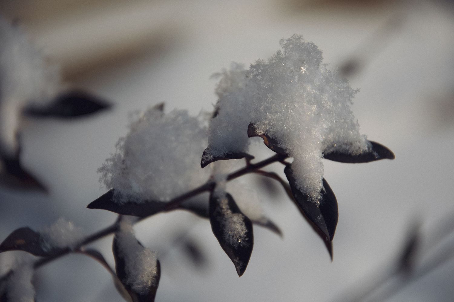 Macro shot of delicate snow crystals forming intricate patterns on dark surface.