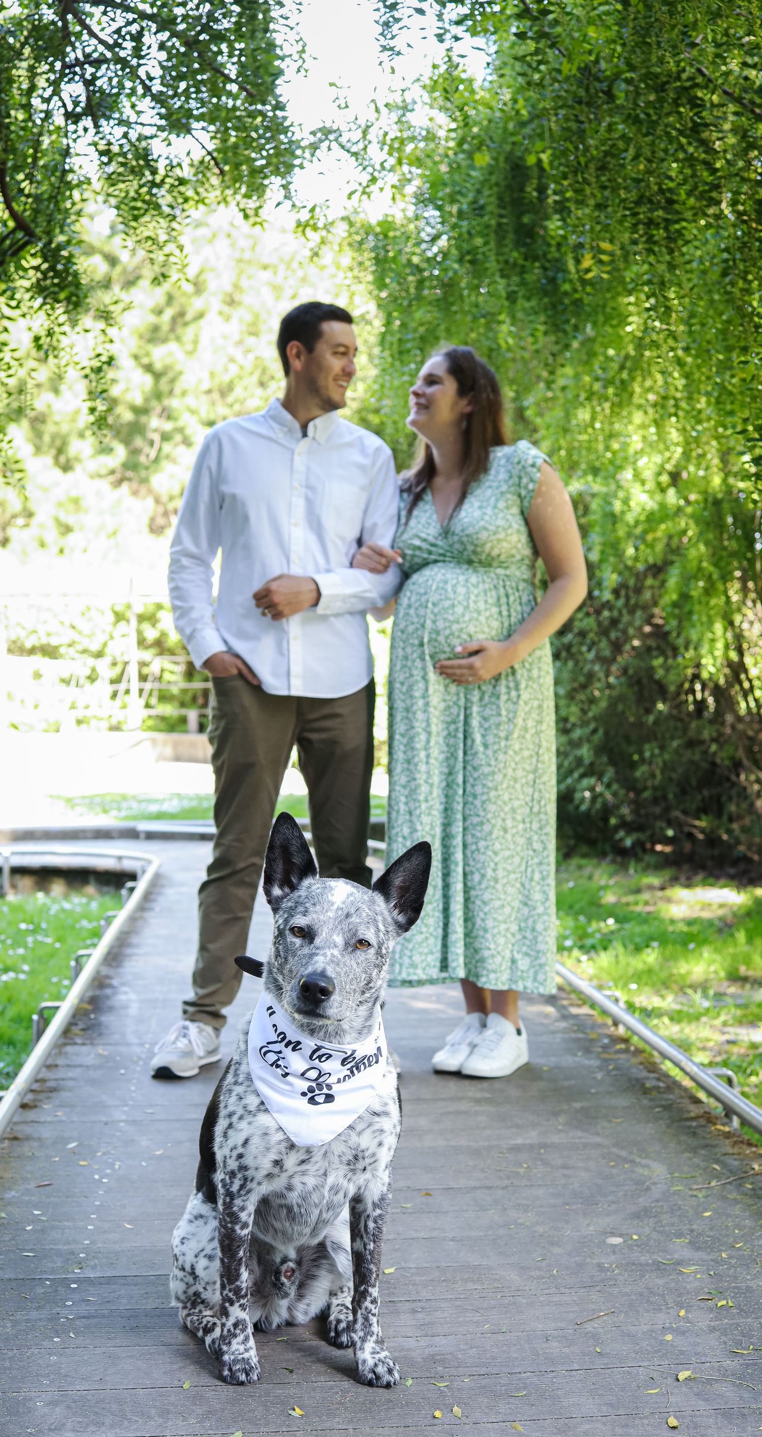 Dog big brother announcement baby announcement san francisco