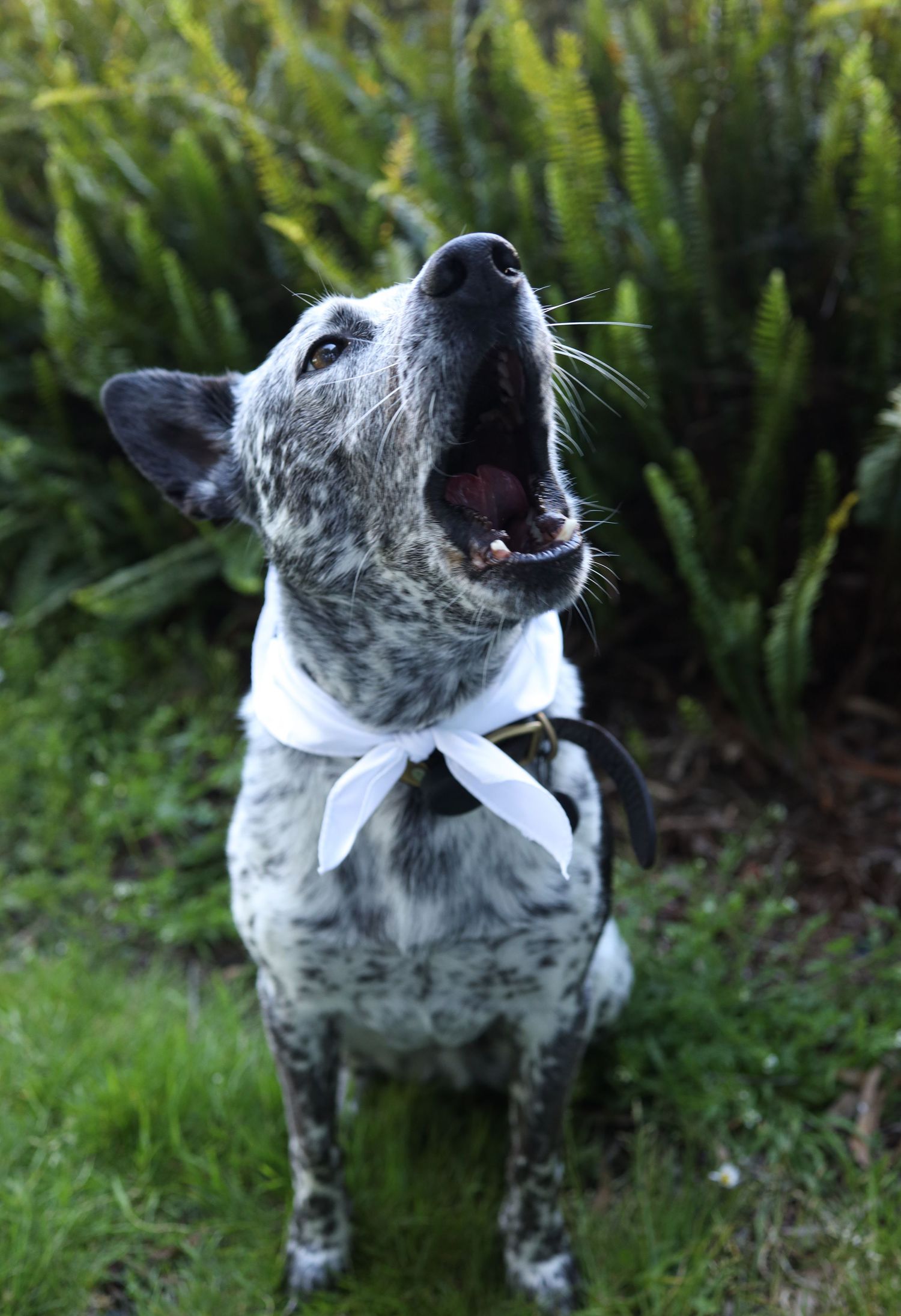 Dog big brother announcement baby announcement san francisco