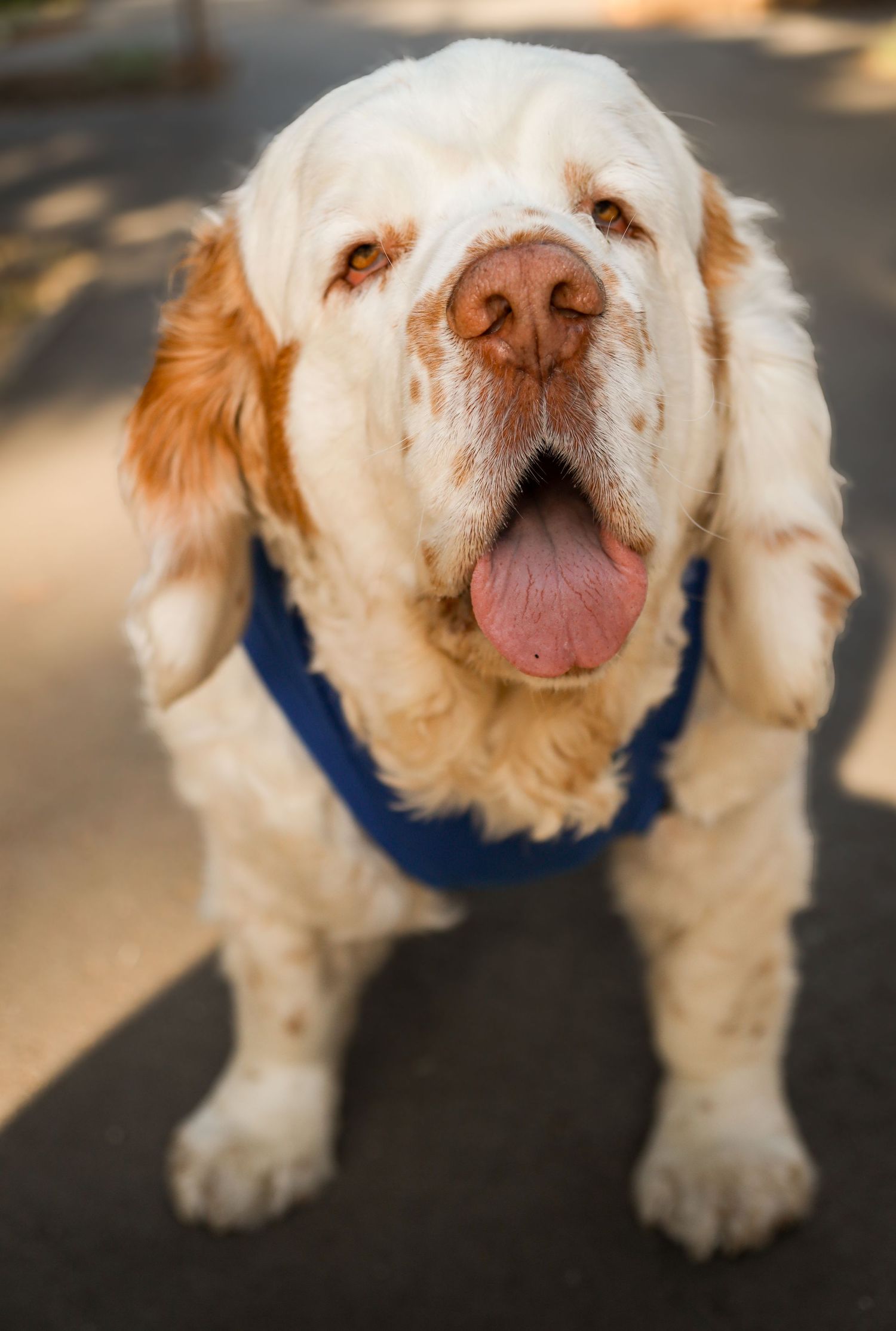 Close-up of a dog's face, creative pet and family storytelling photography.