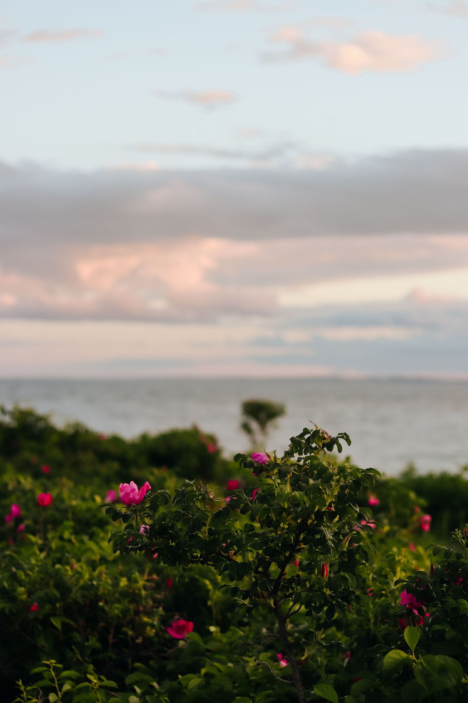 Pink beach roses growing along the coastline at sunset with ocean view in background.