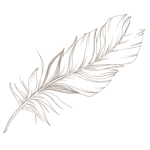 Delicate hand-drawn feather illustration in light gray showing fine details and texture.