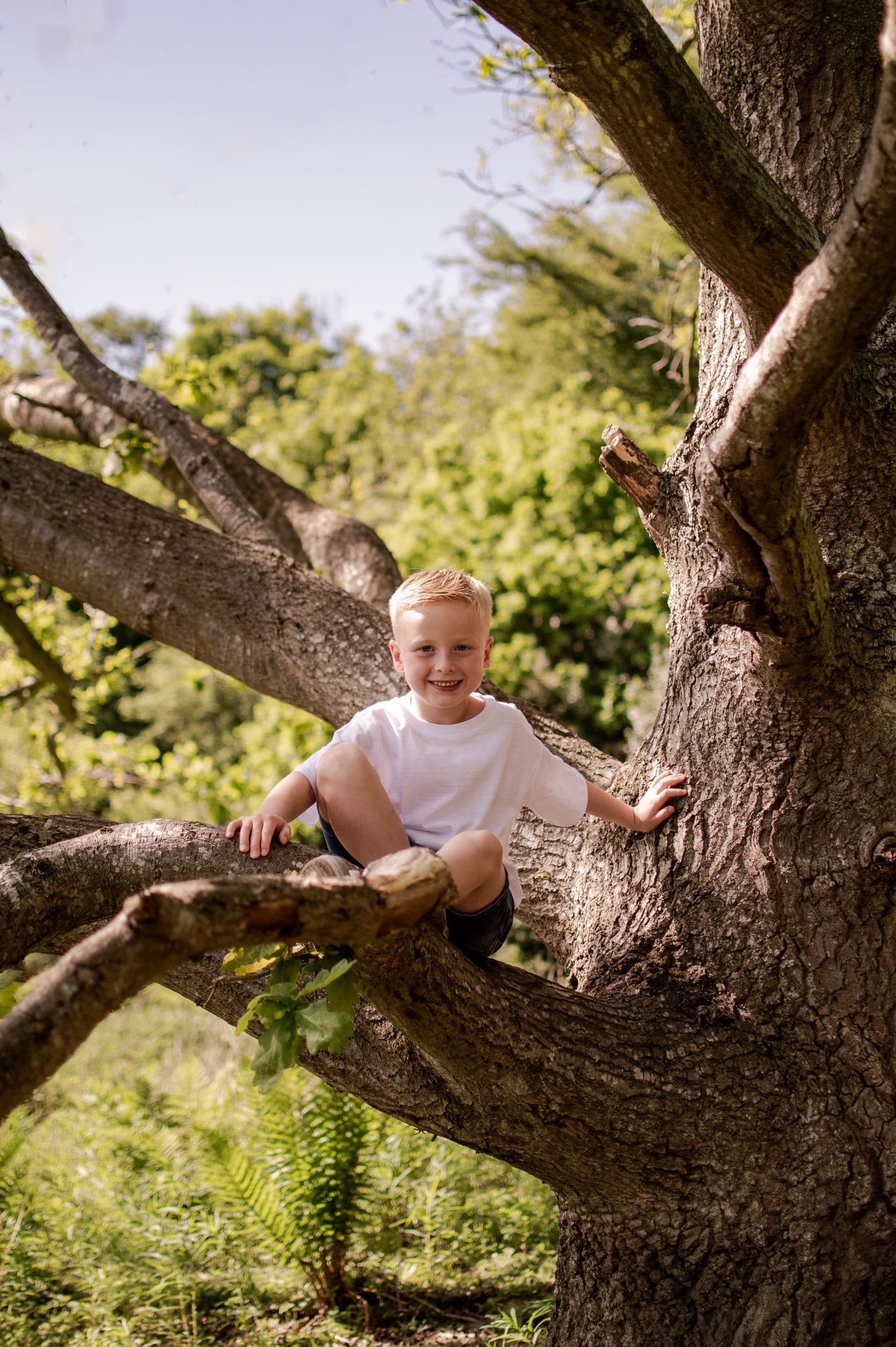 A smiling young blonde boy sits confidently in the branches of a large tree in a sunny green outdoor setting.