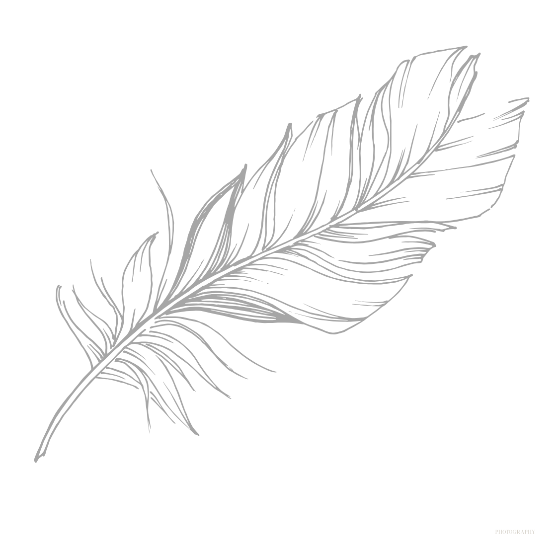 Delicate pencil sketch of a single feather with detailed line work and shading.