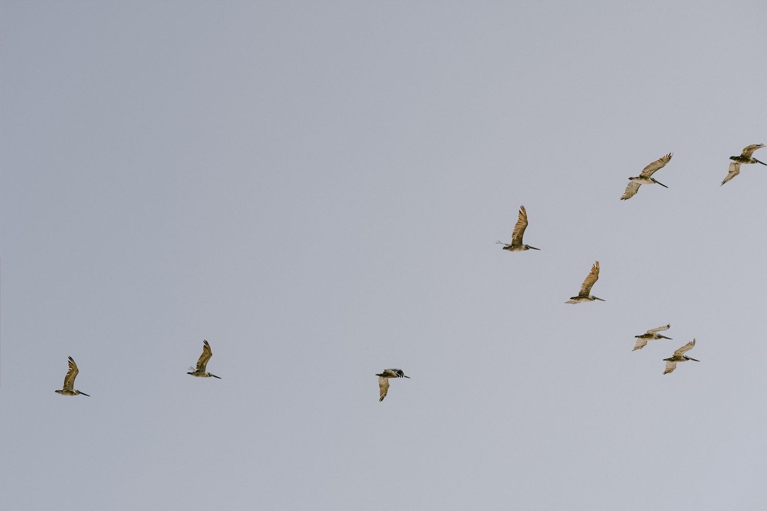 Flock of birds flying in formation against a clear gray sky in natural wildlife photography.