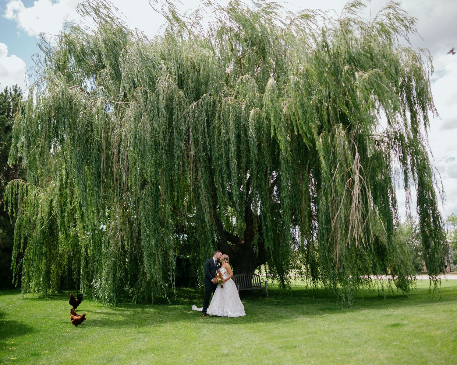 A wedding photo showing couple posing under graceful weeping willow trees in a lush green garden setting at Diamond B Weddings in Kalispell.