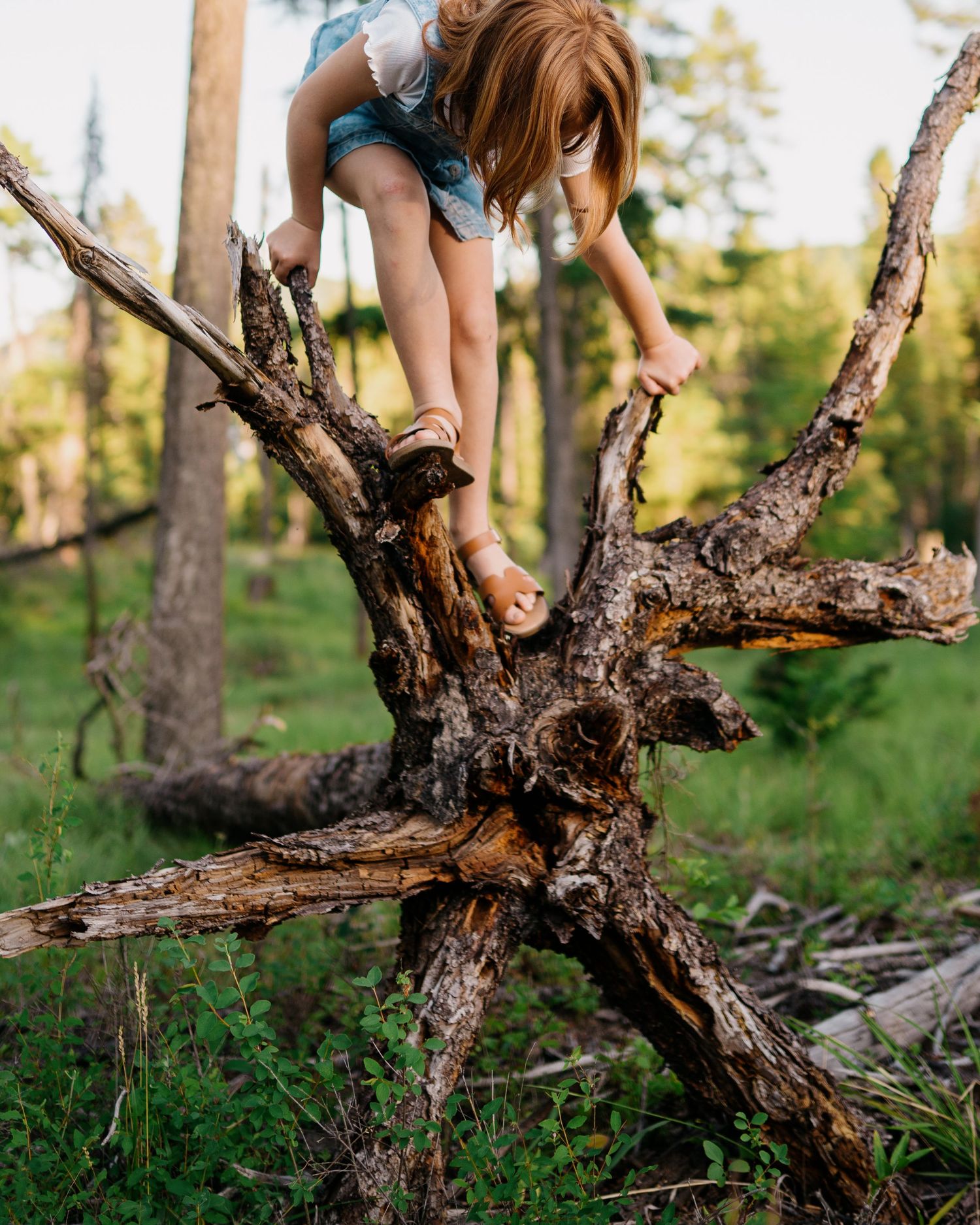 A series of close-up shots showing a twisted and gnarled tree stump in a forest setting during golden hour.
