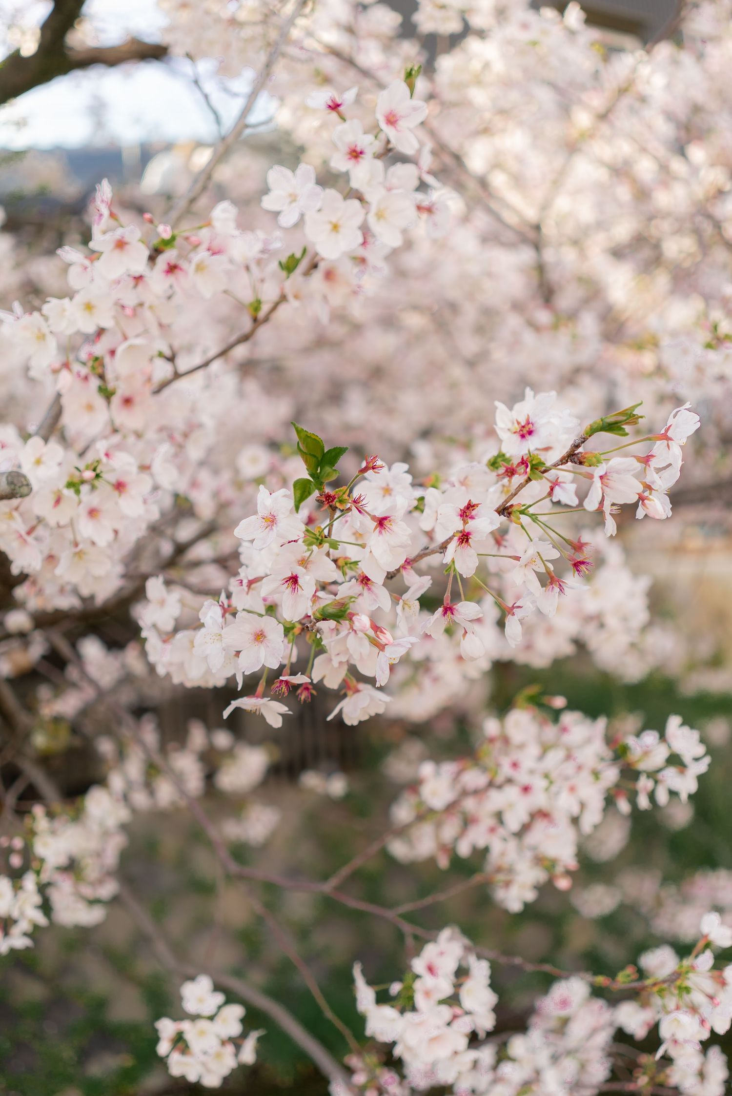 a closeup photo of white blooming cherry blossoms in Kyoto, Japan