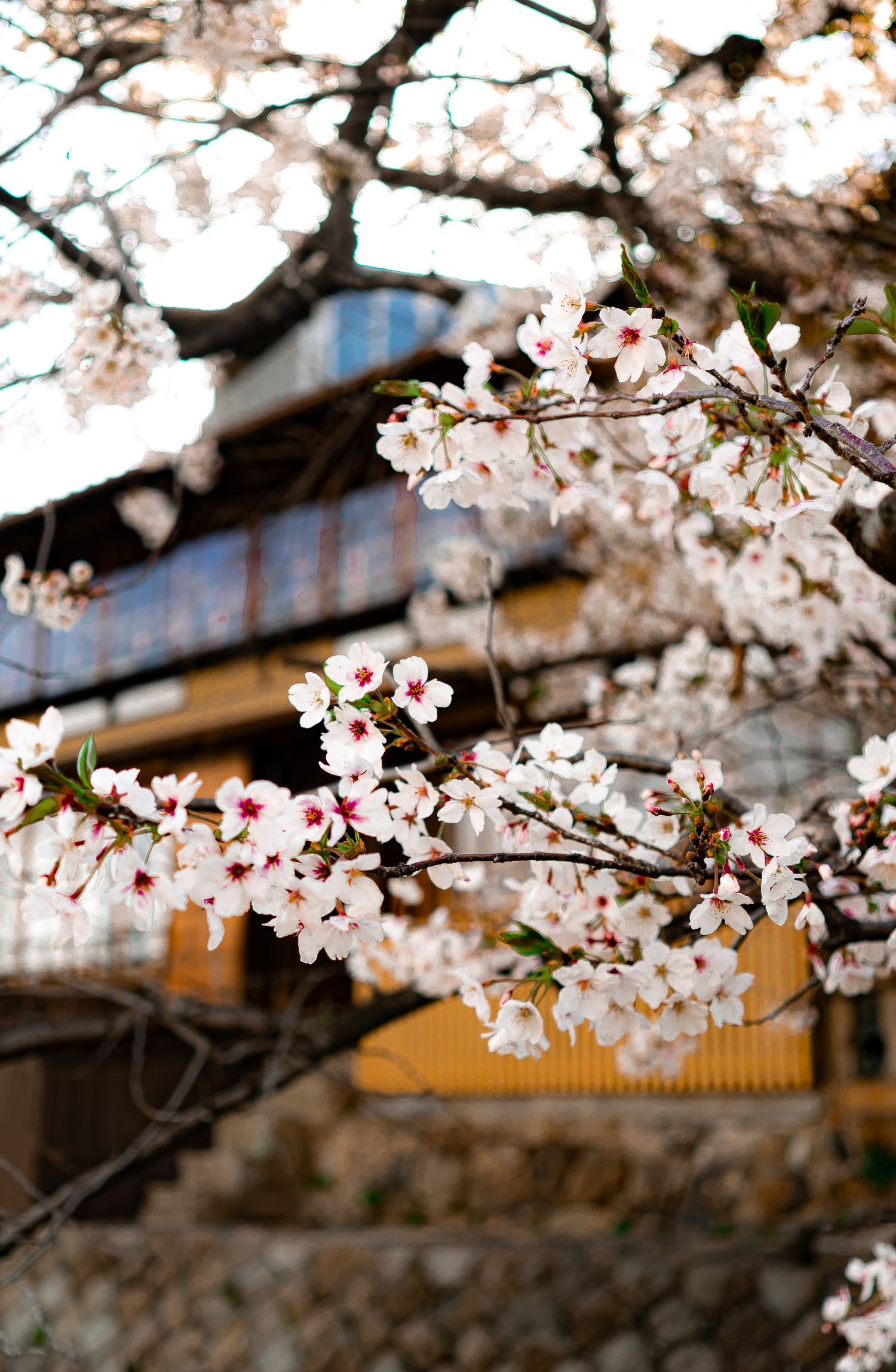 Blooming pink cherry blossoms in front of a historic teahouse in Gion, Kyoto