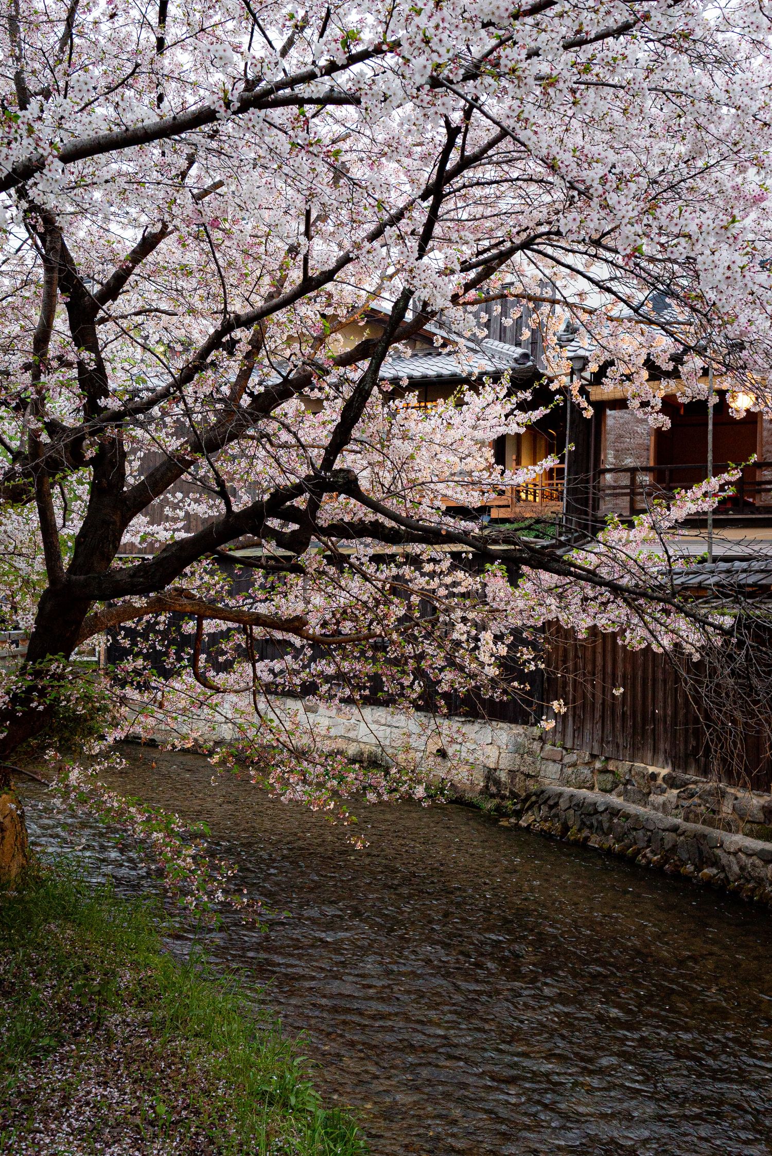 a photo of cherry blossom trees in full bloom in kyoto along a canal