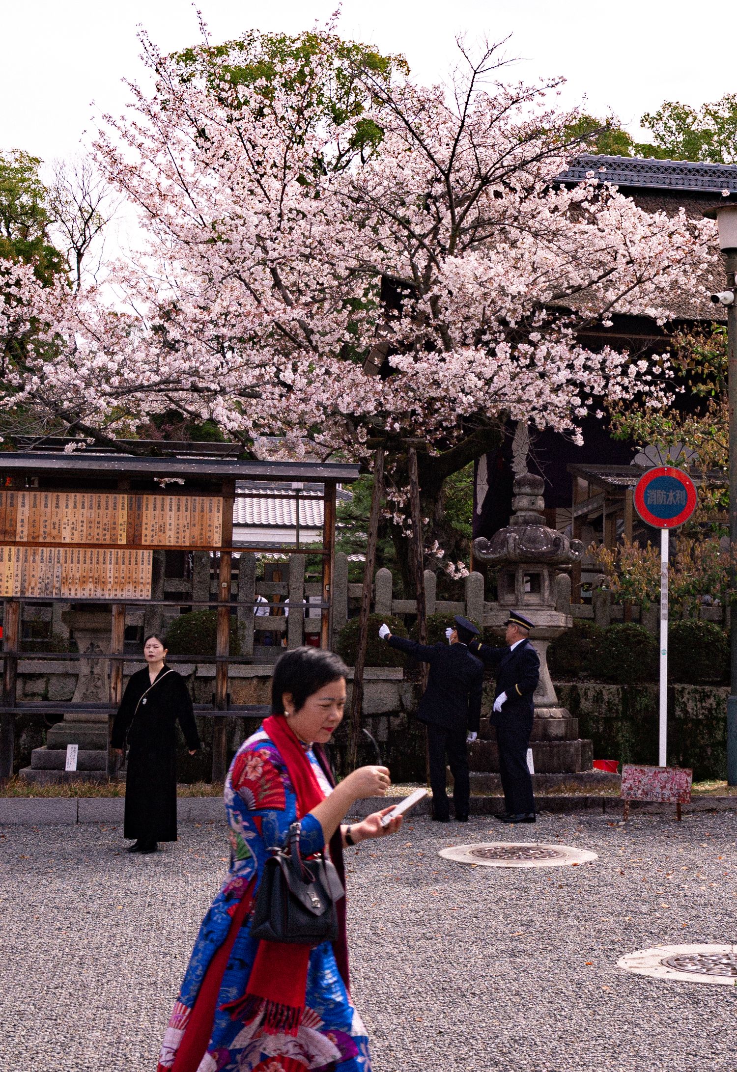 a busy woman at a Japanese shrine in a blue gown walking in front of an ancient building with a guard and cherry blossoms