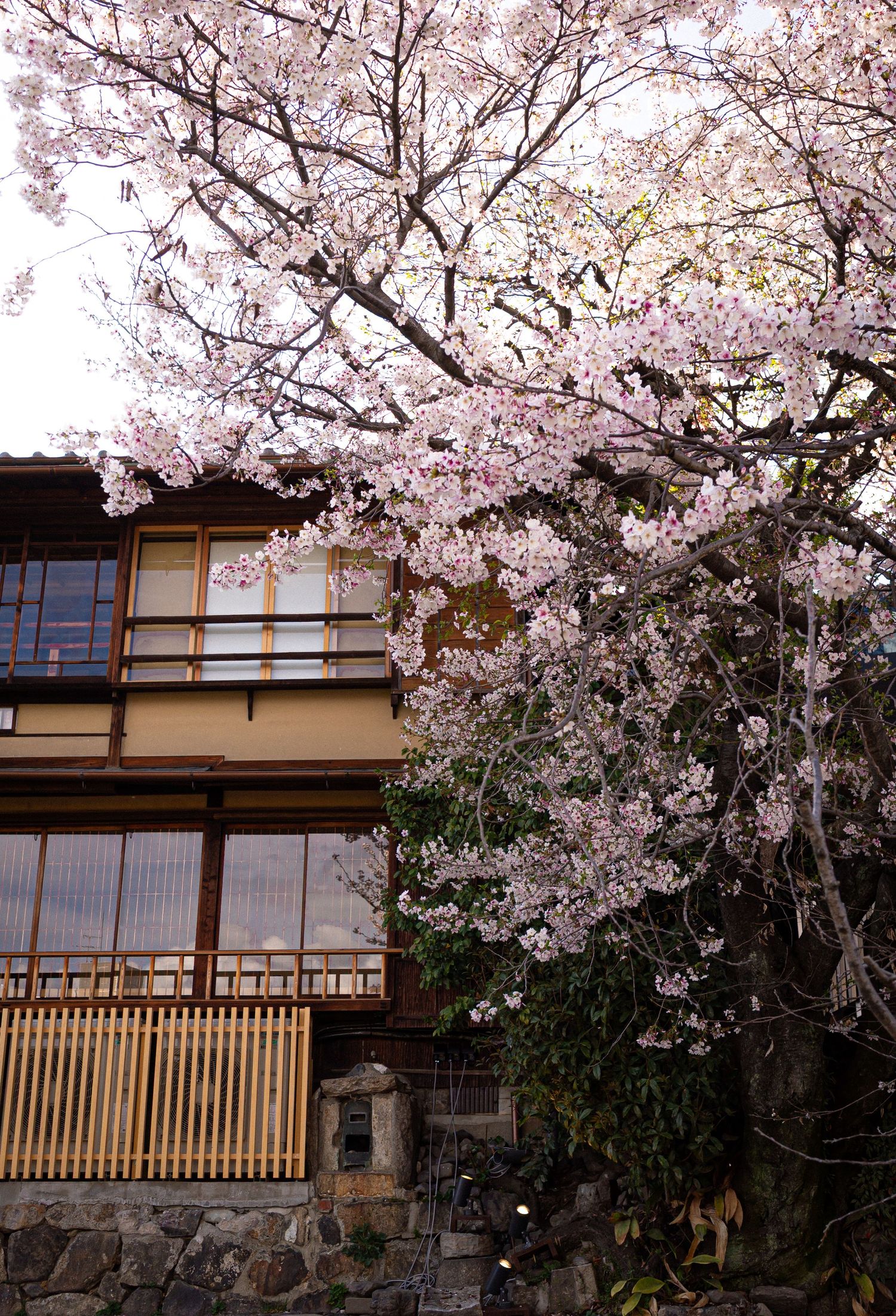 Blooming pink cherry blossoms in front of a historic teahouse in Gion, Kyoto