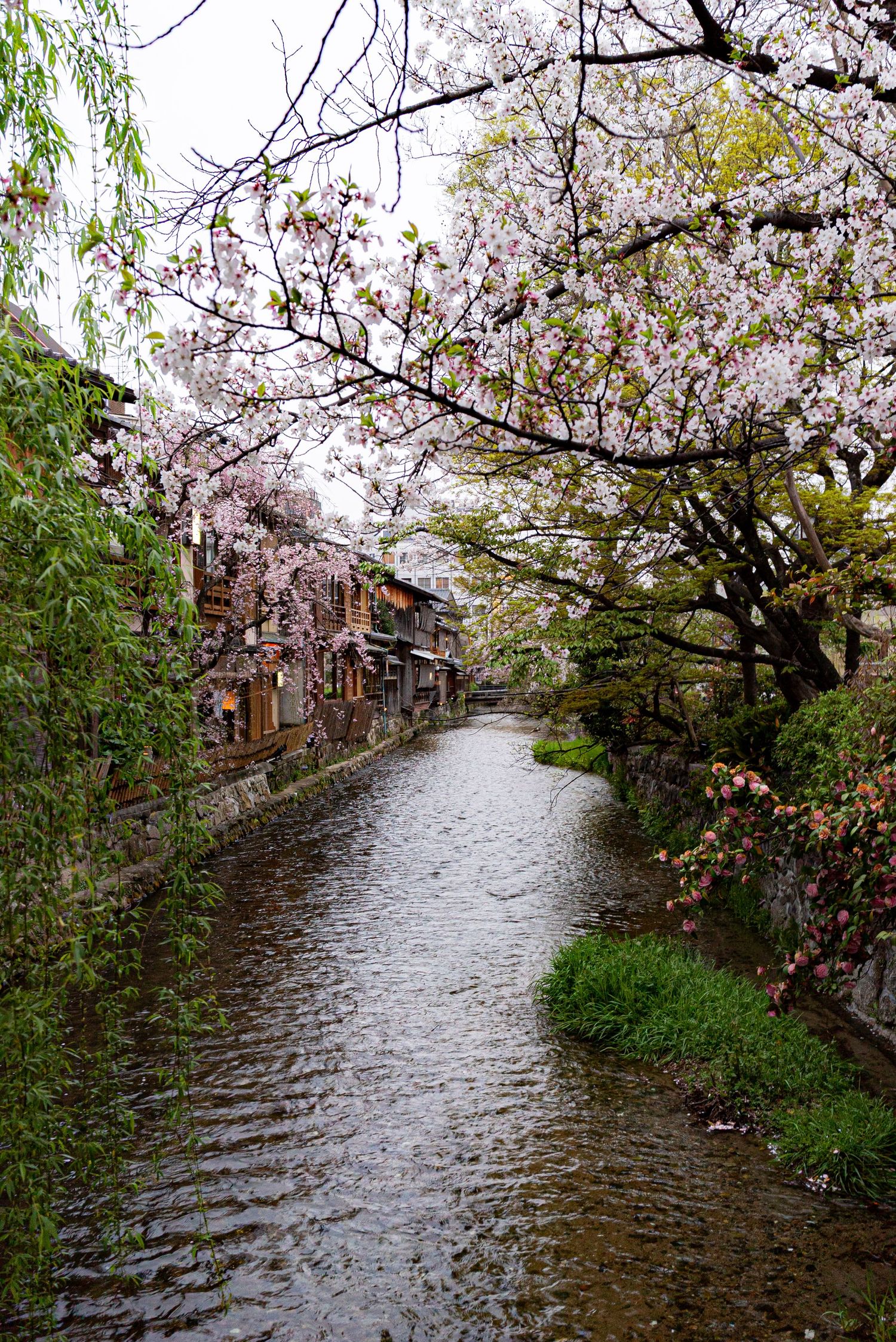a photo of a canal in kyoto lined by pink cherry blossoms