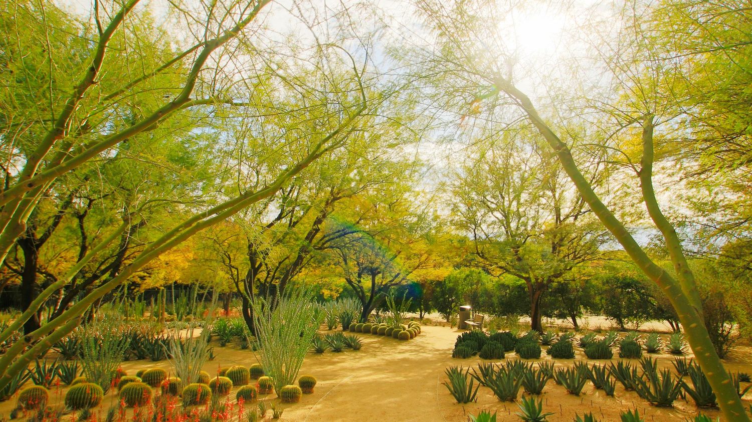 Panoramic spring landscape with blooming trees lining a sunlit pathway.