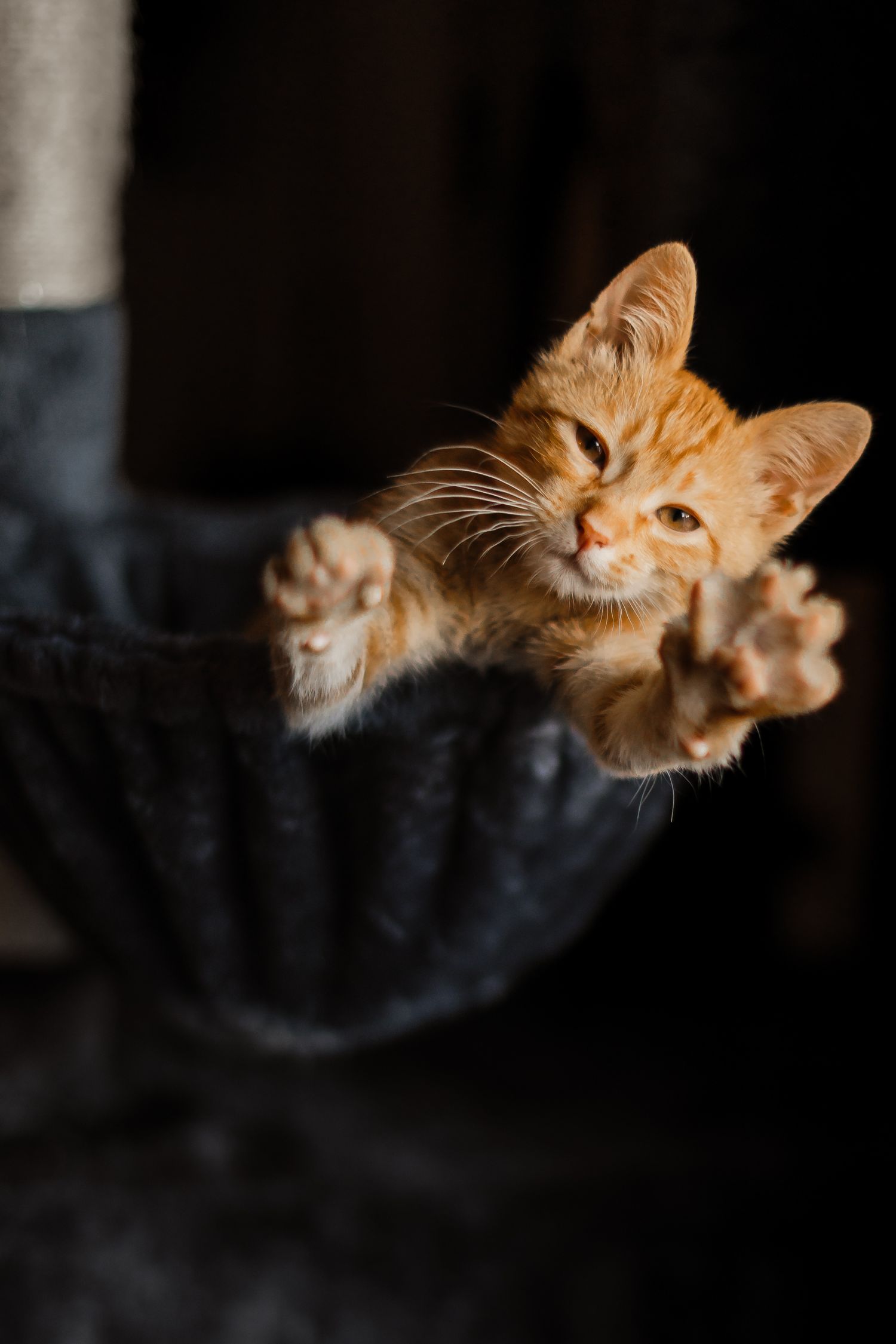 Orange tabby cat's face emerges from darkness in dramatic lighting sequence showing different angles and expressions.